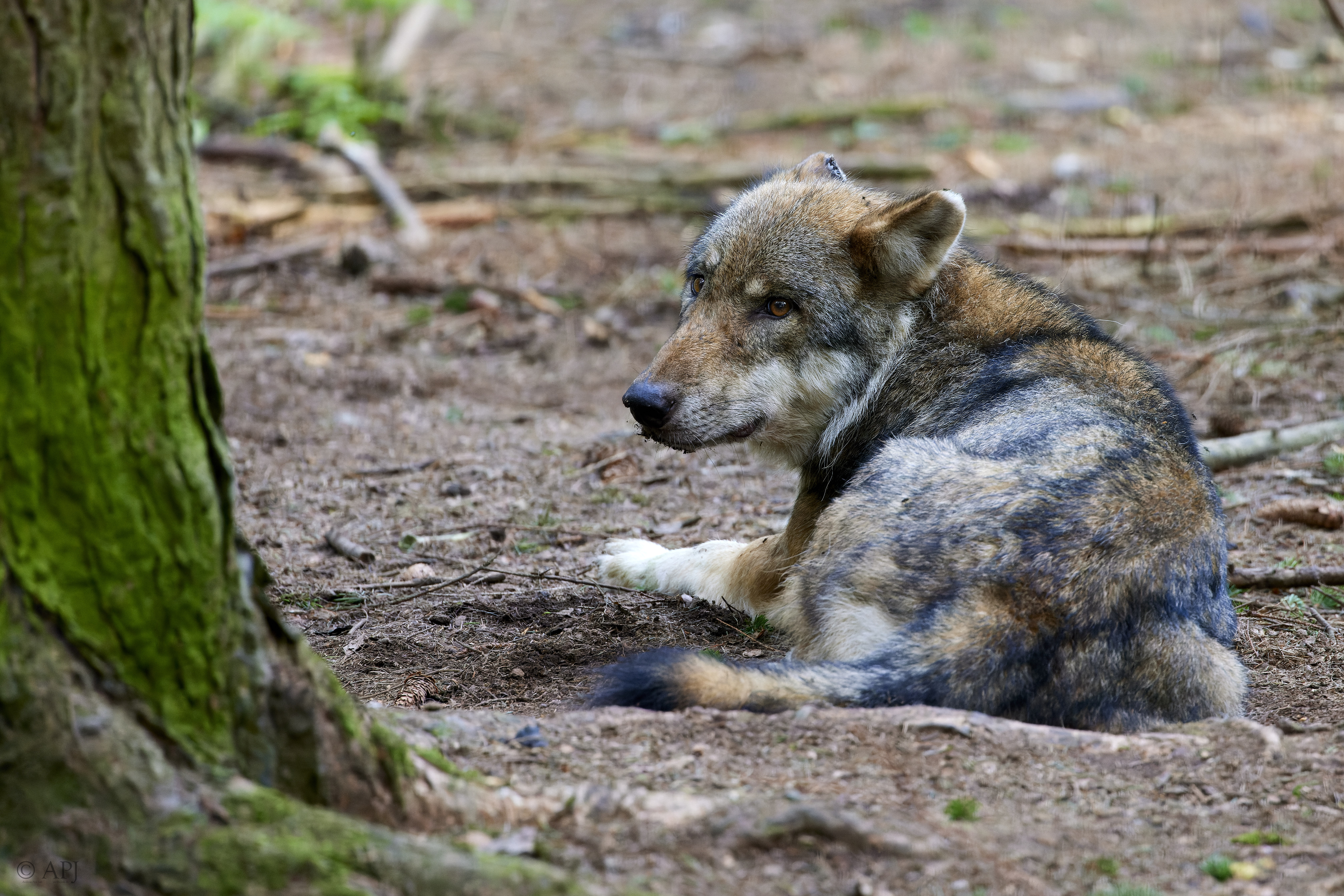 011 APJ A7A5228 CR3 DXO