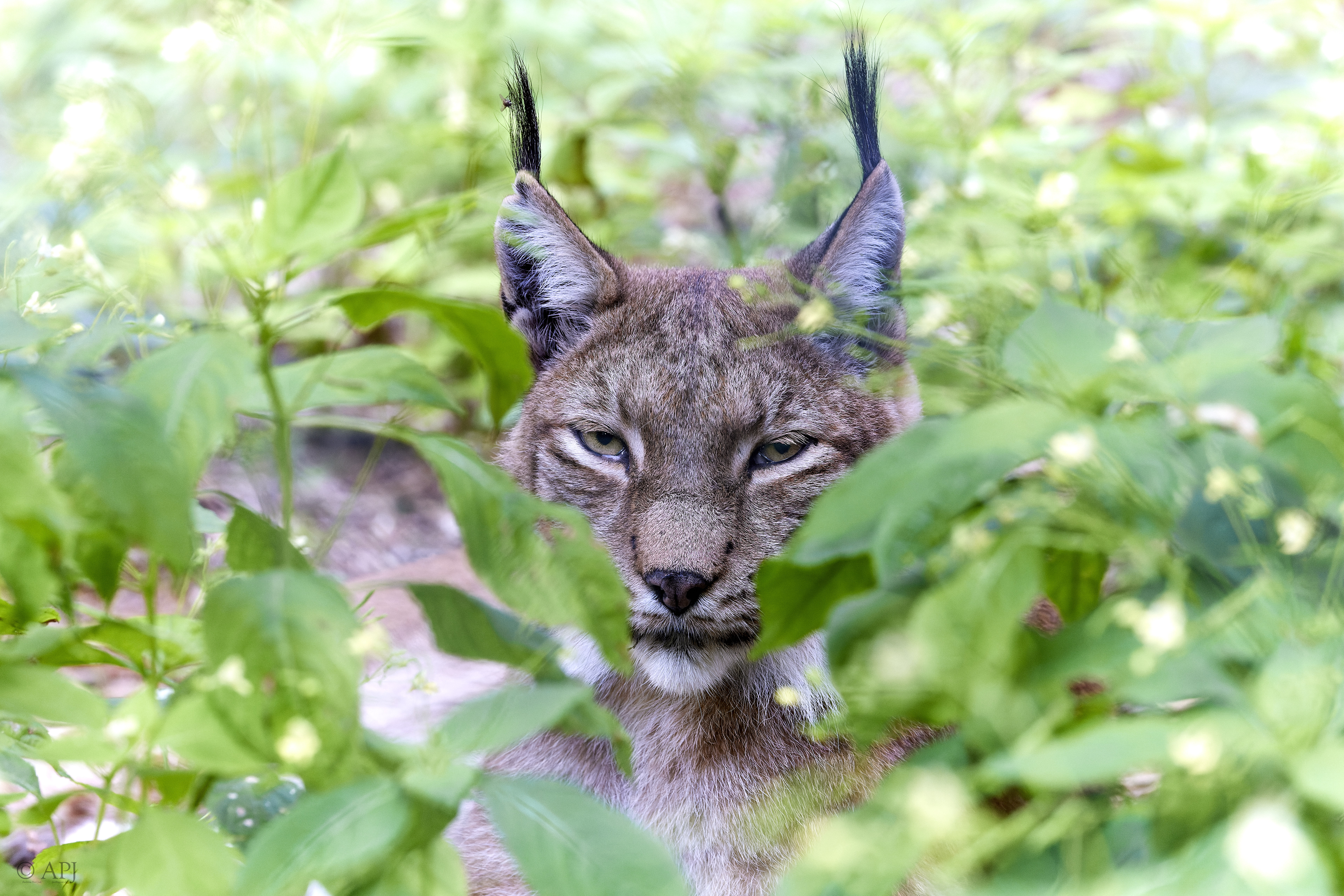 013 APJ A7A5281 CR3 DXO