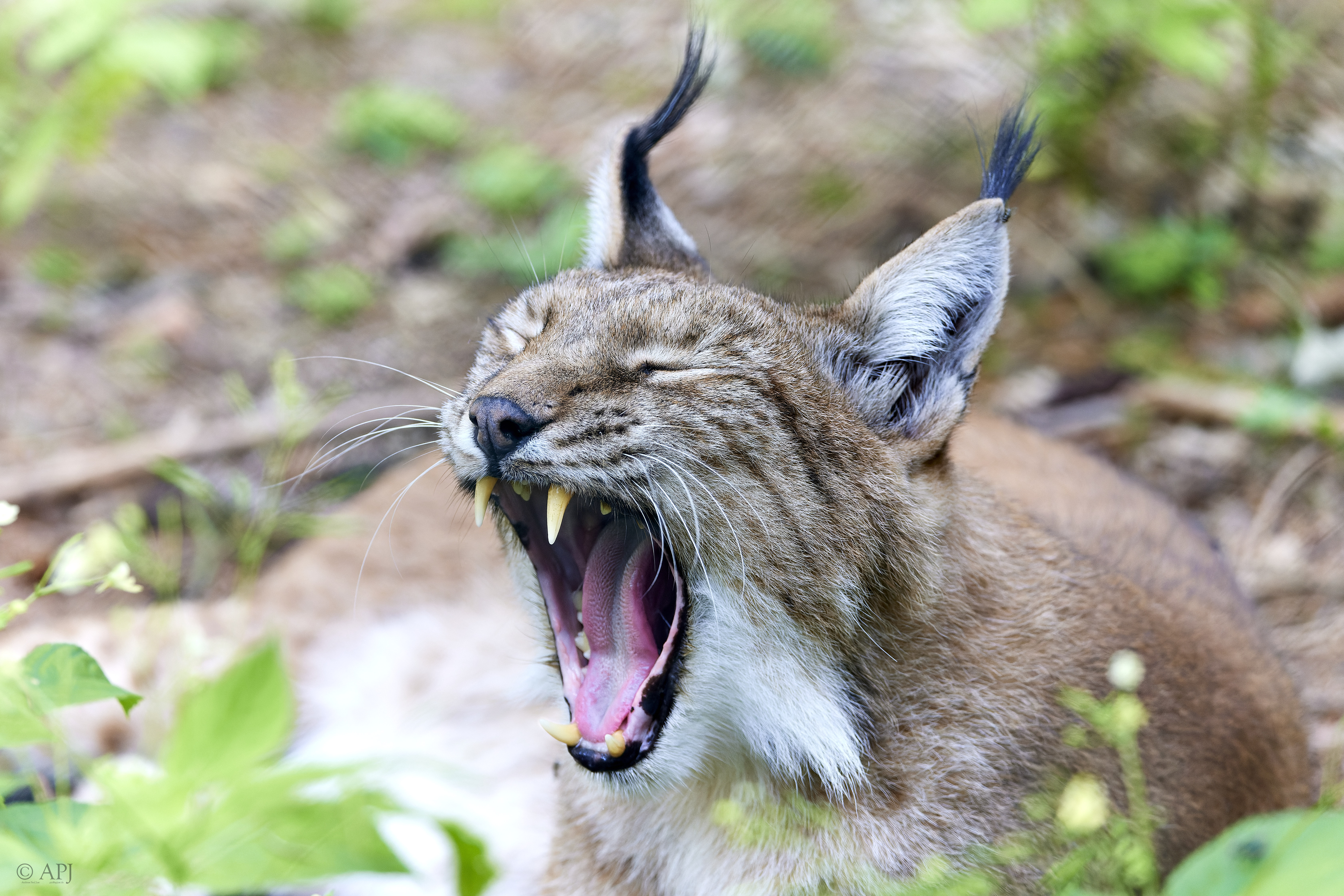 014 APJ A7A5319 CR3 DXO