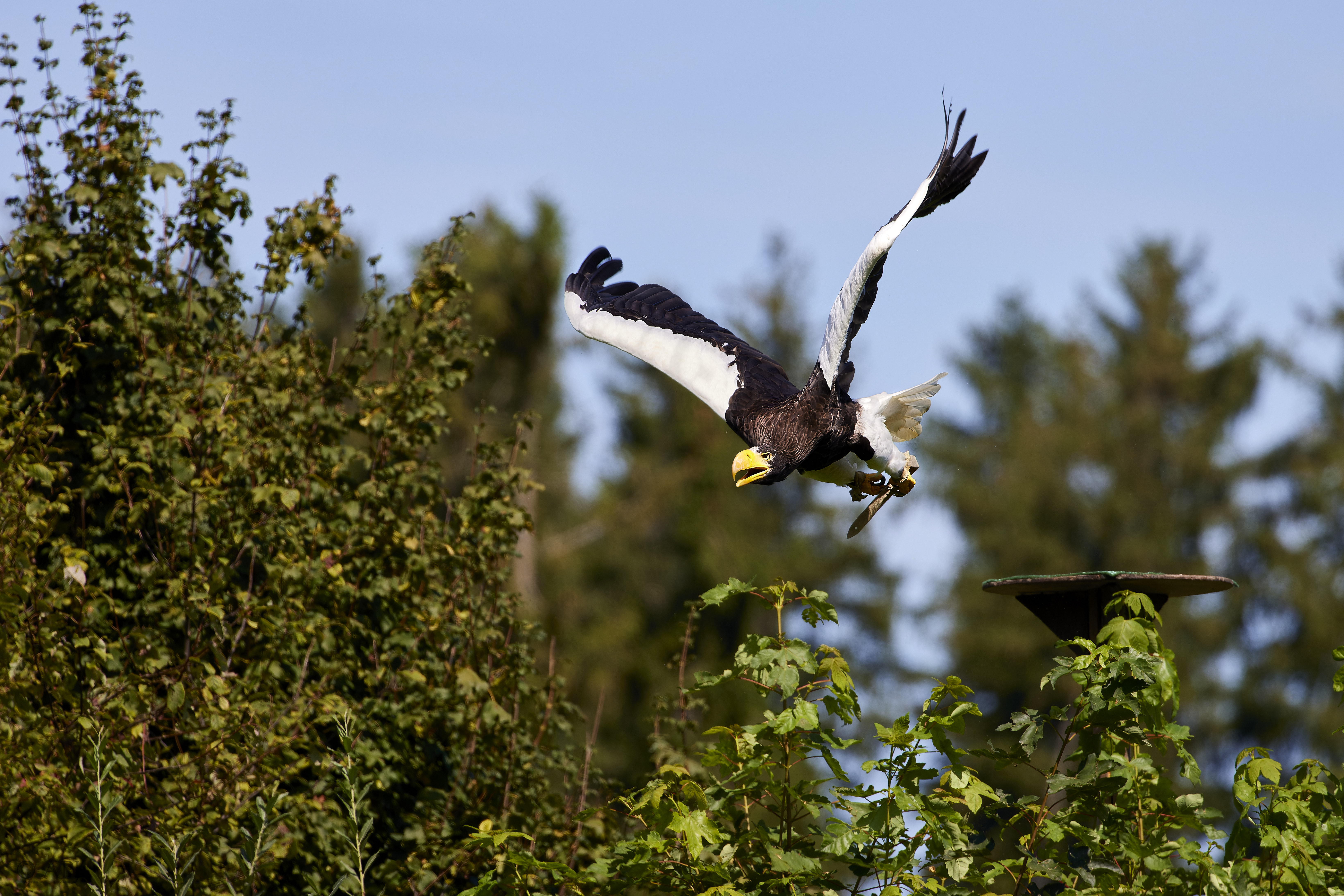 015 APJ A7A5368 CR3 DXO