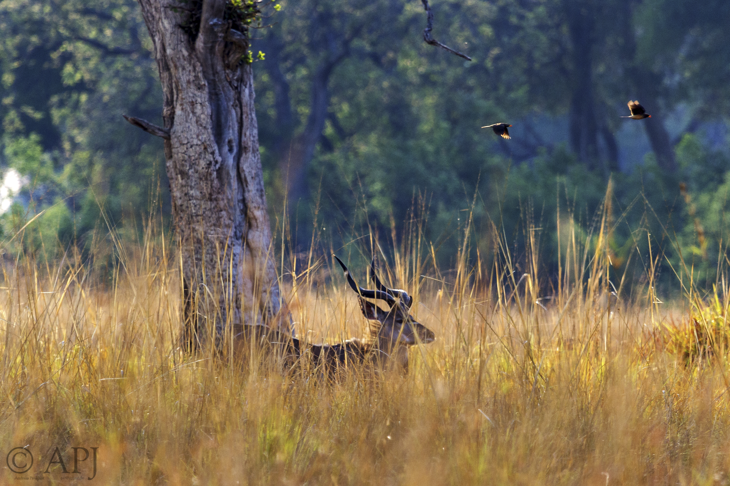 202 APJ IMG 9154 mod