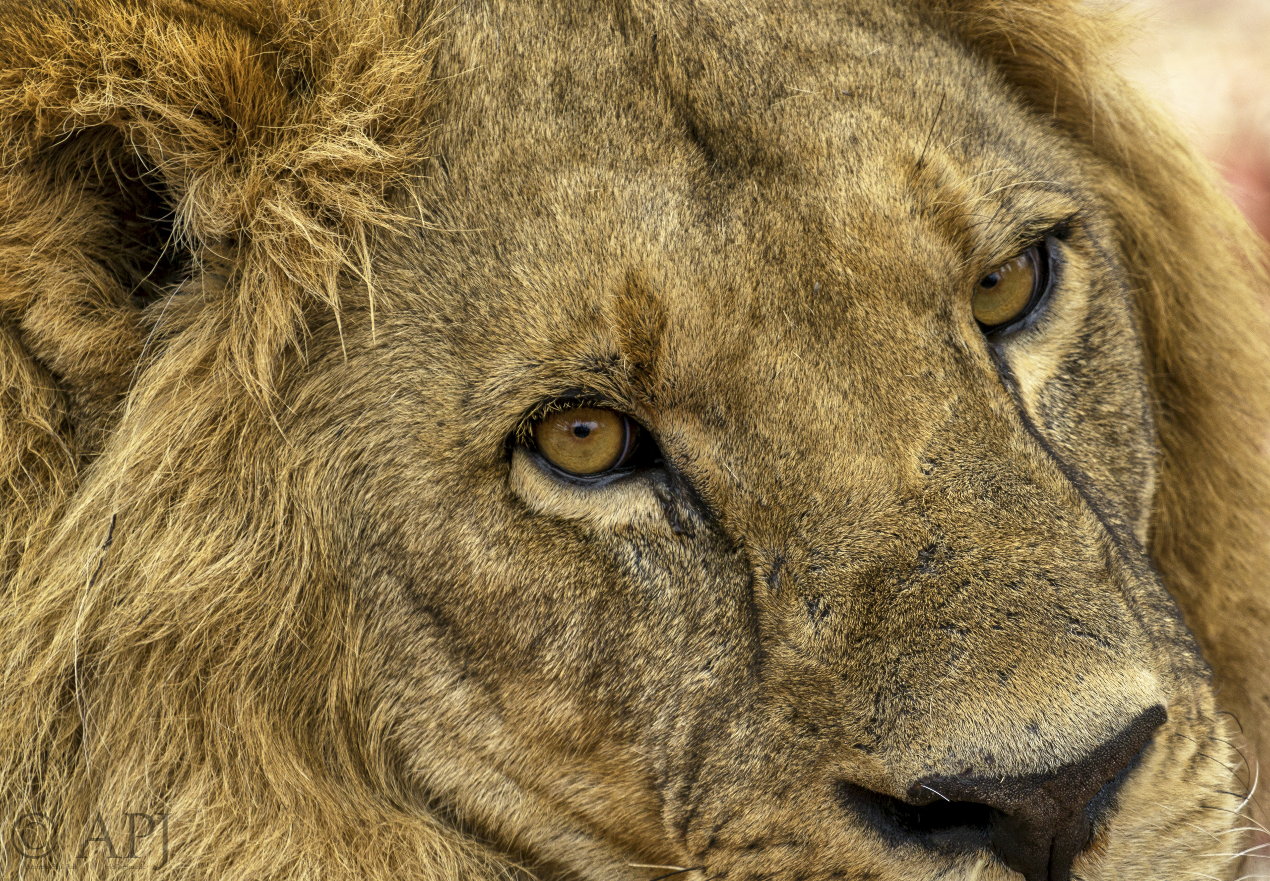 377 APJ IMG 1921 mod