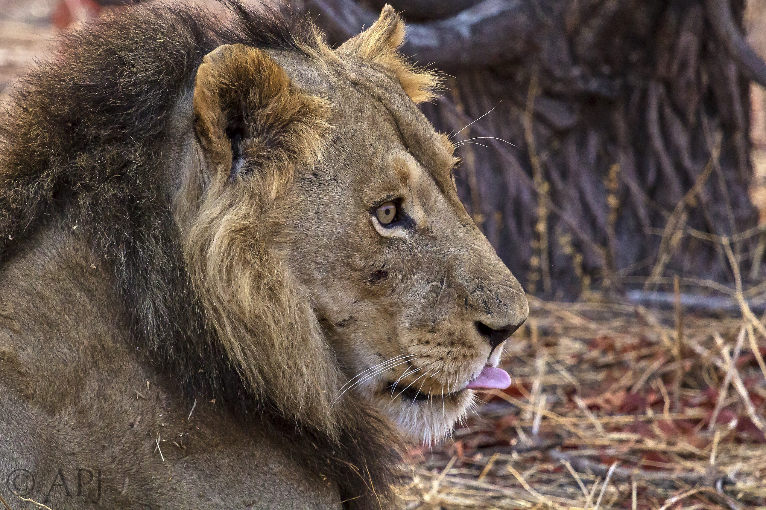 396 APJ IMG 2124 mod