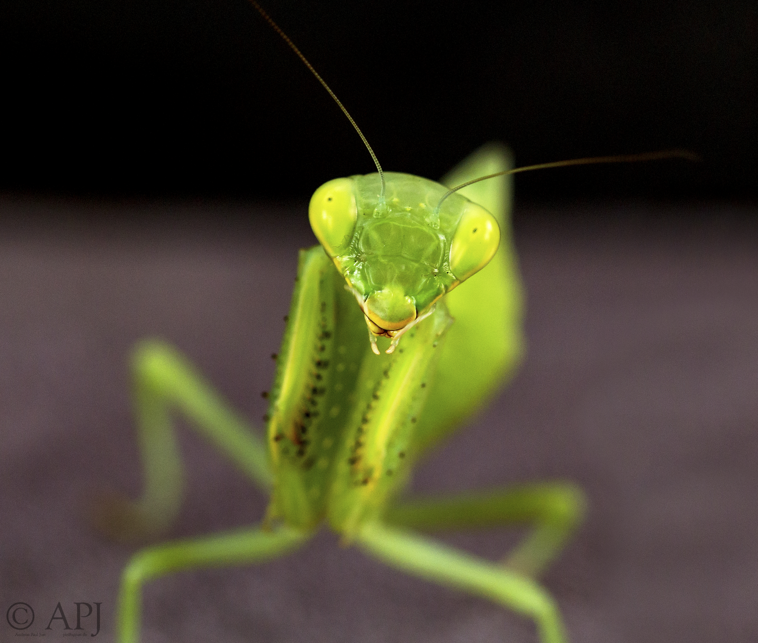 430 APJ IMG 2509 mod