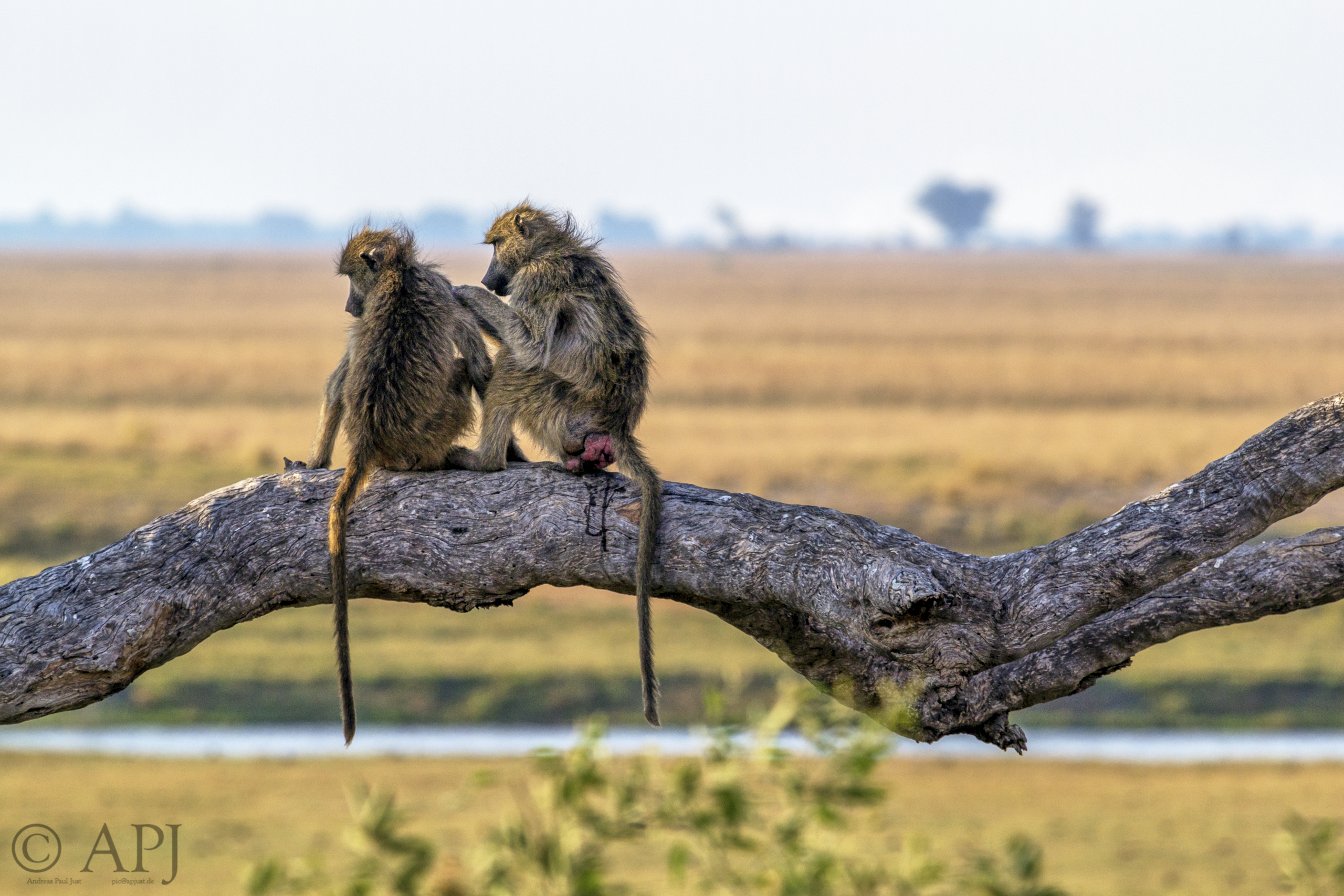 459 APJ IMG 2803 mod