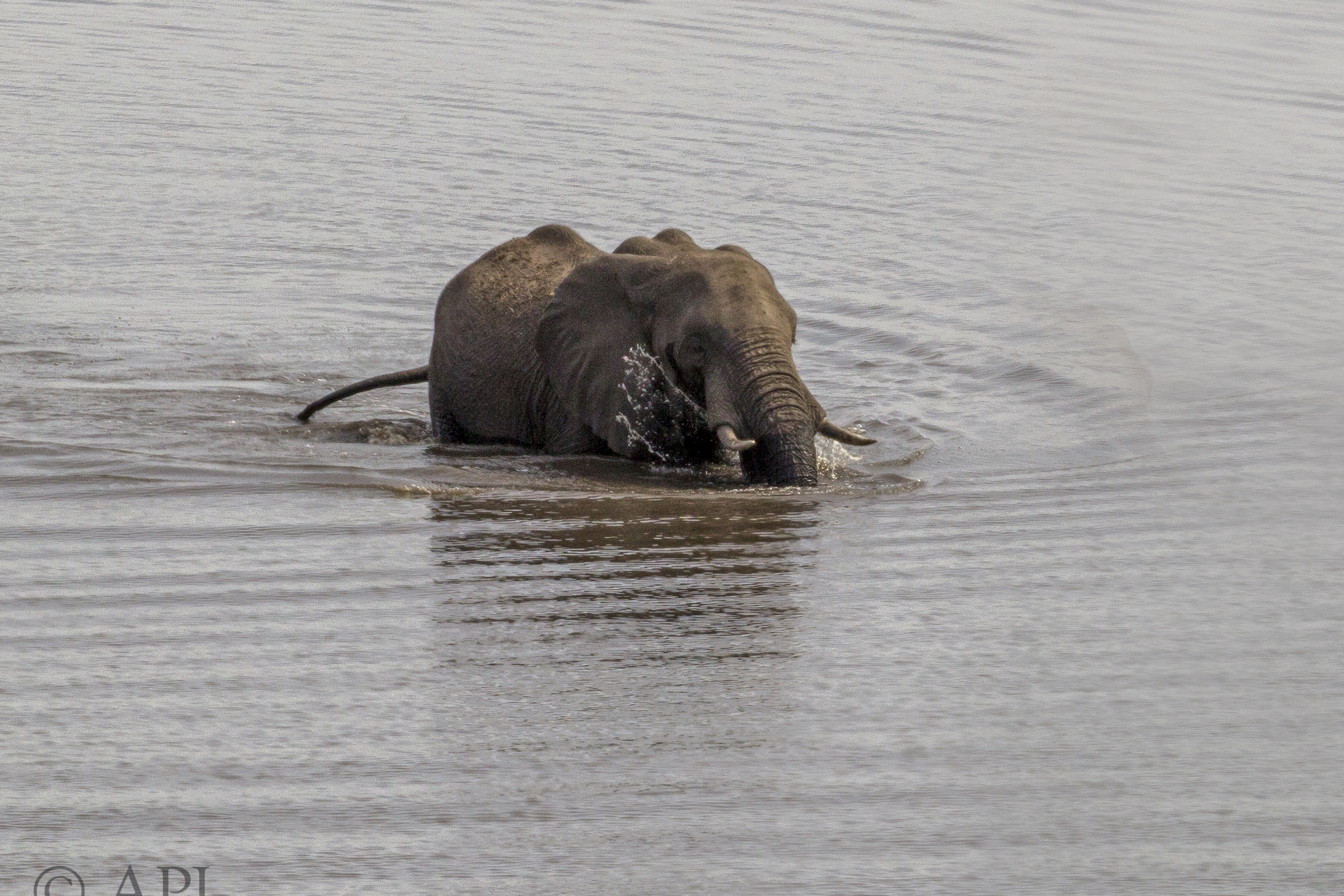 497 APJ IMG 3553 mod