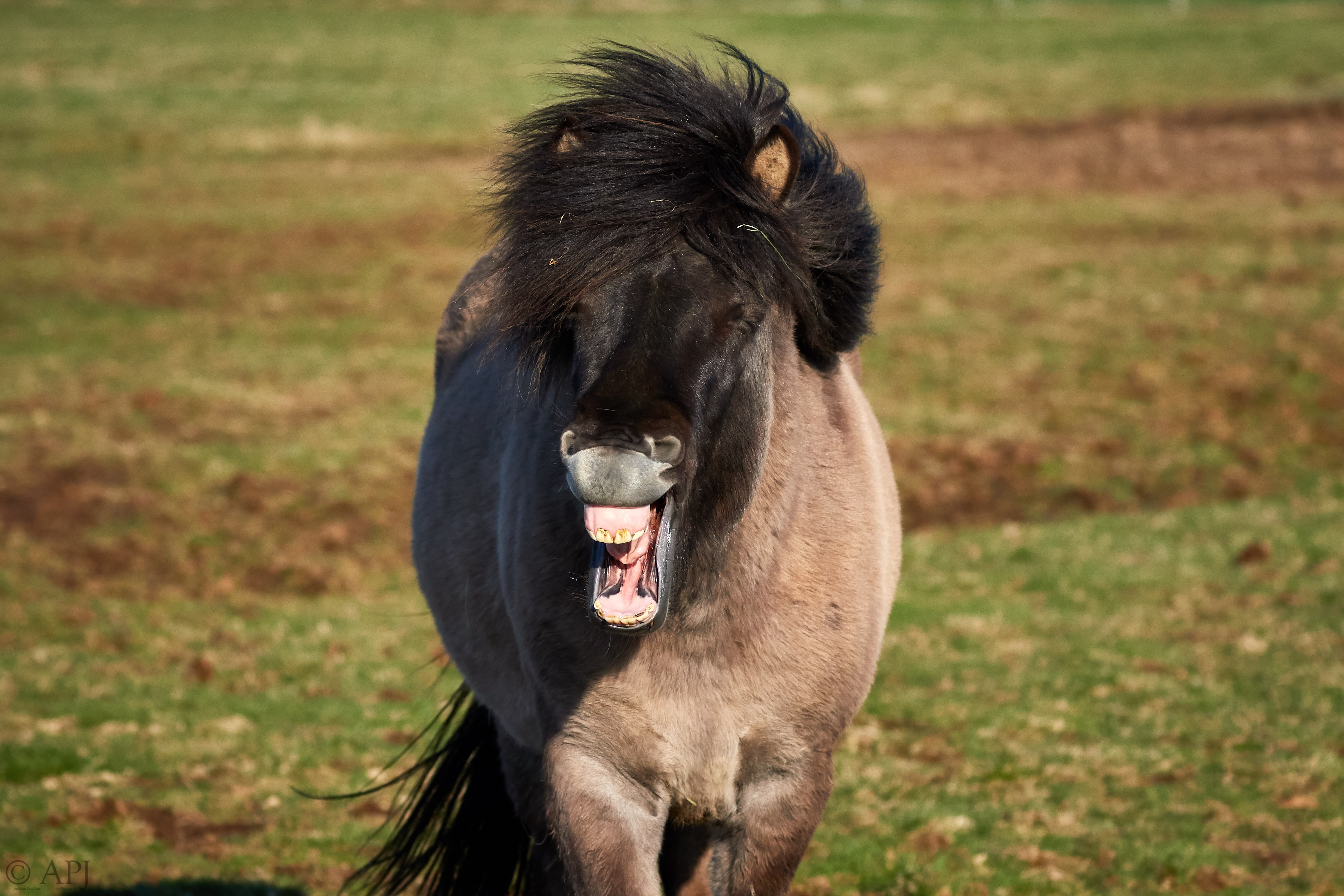 1816  133053000965 APJ 3884