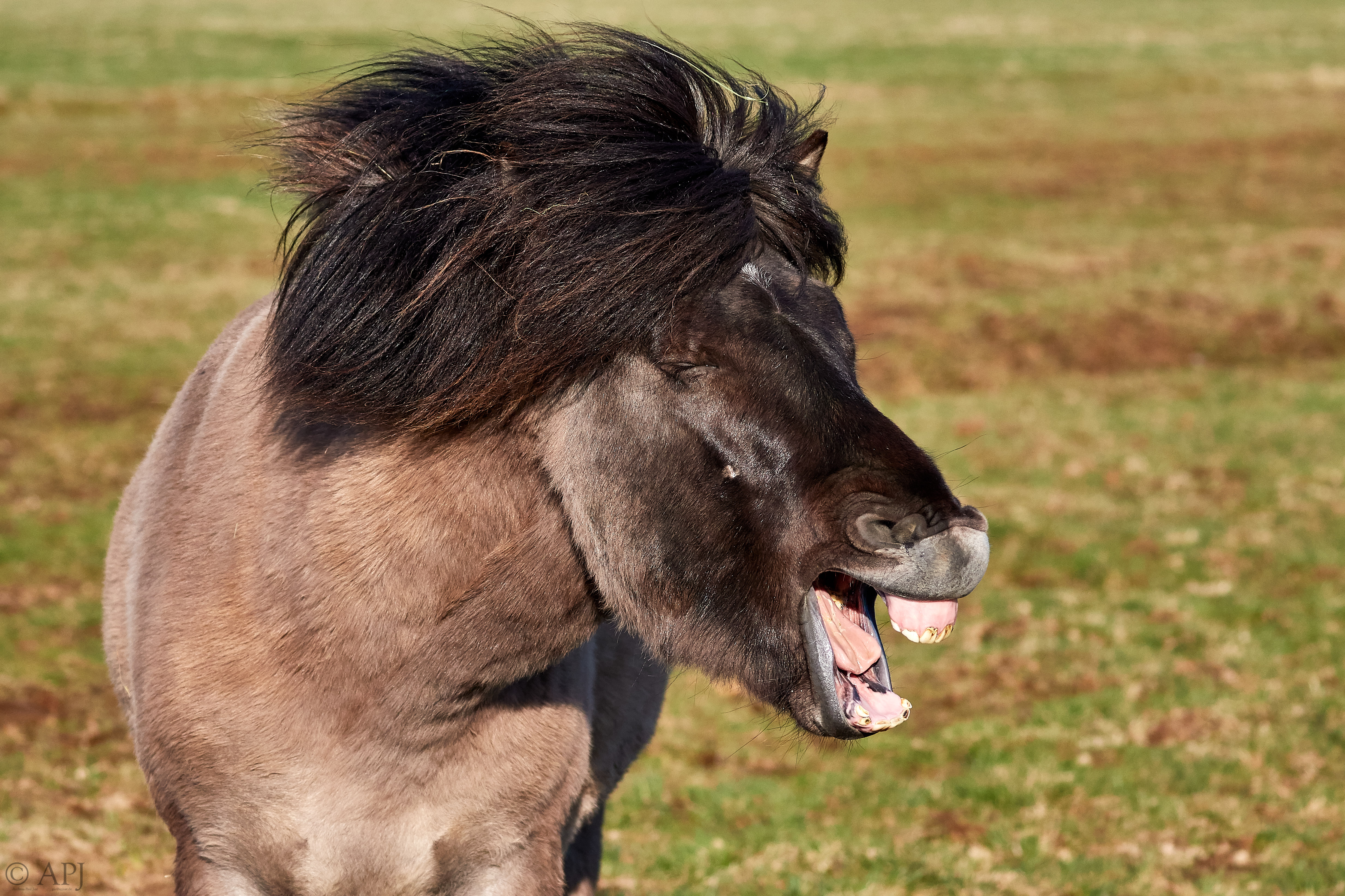 1840  133053000965 APJ 3908