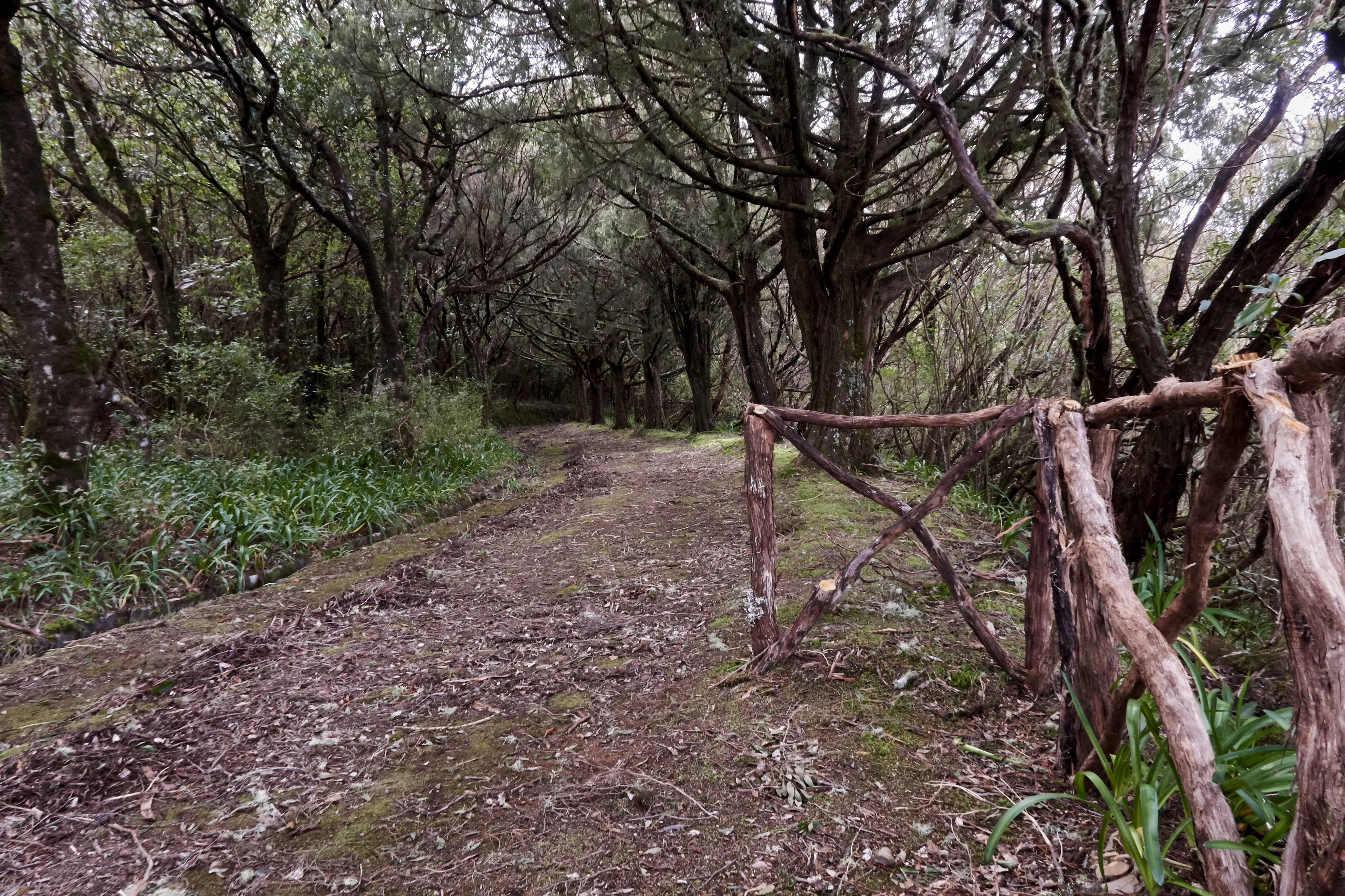 0388  Urlaub Madeira 032018