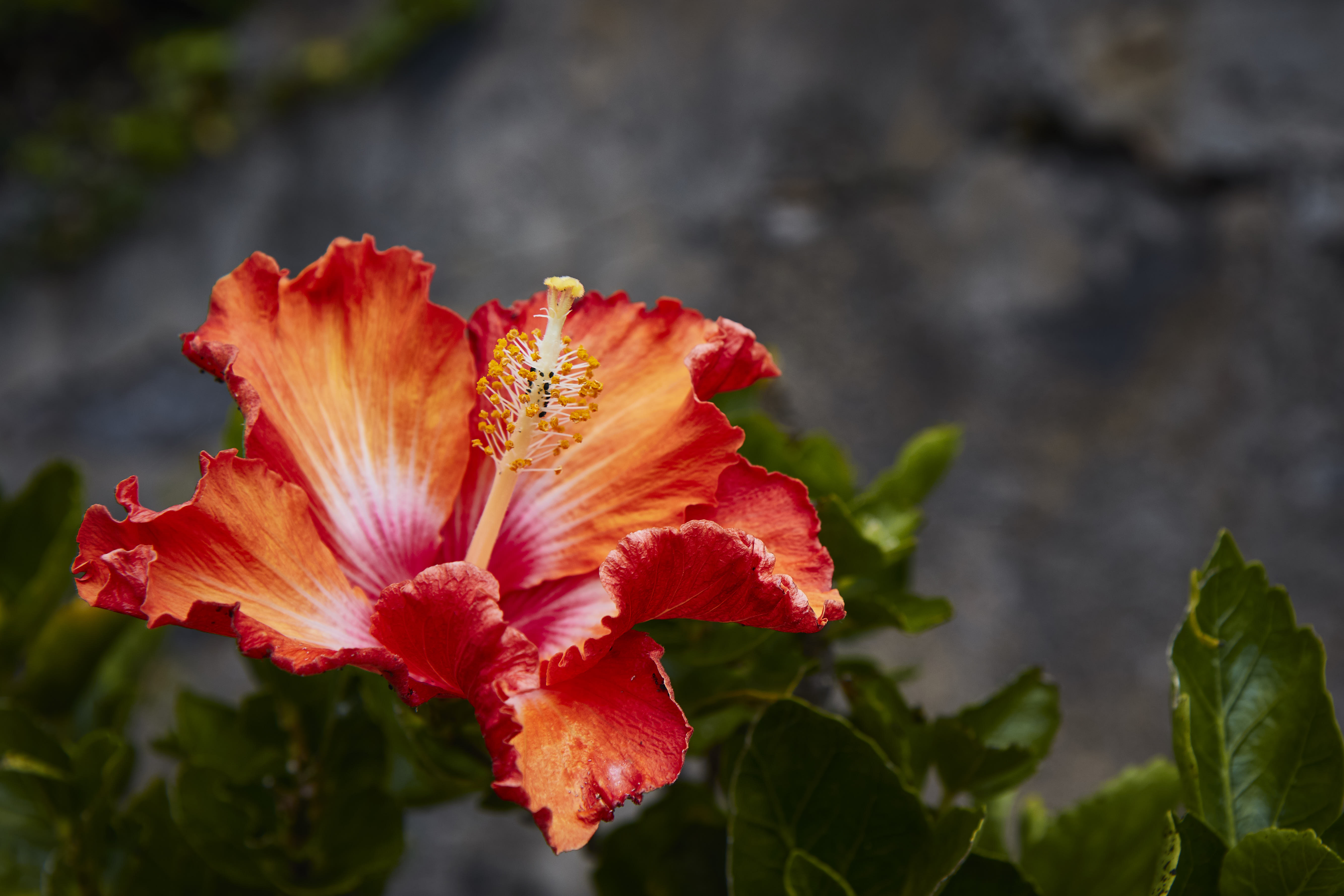 0412  Urlaub Madeira 032018