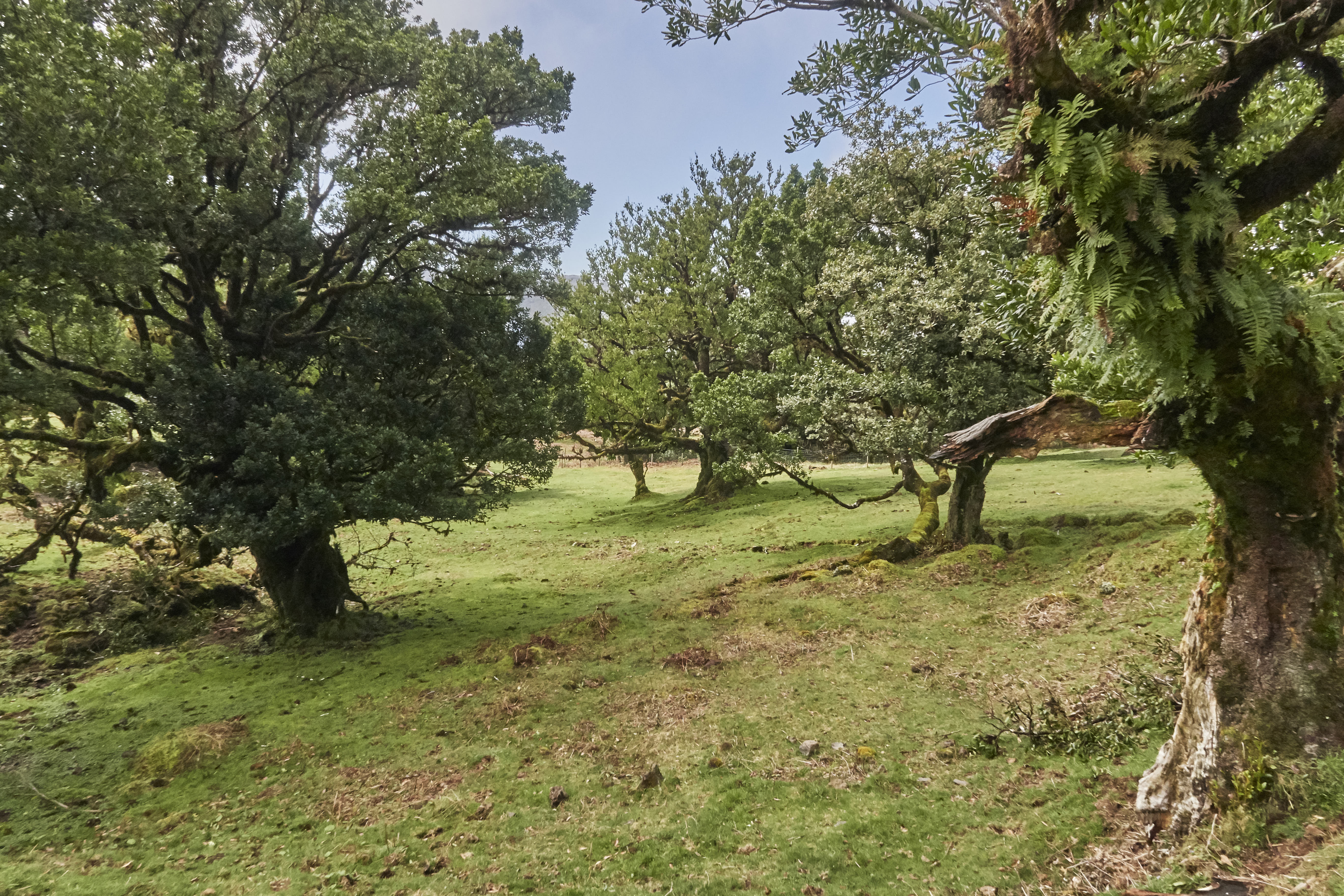 0477  Urlaub Madeira 032018