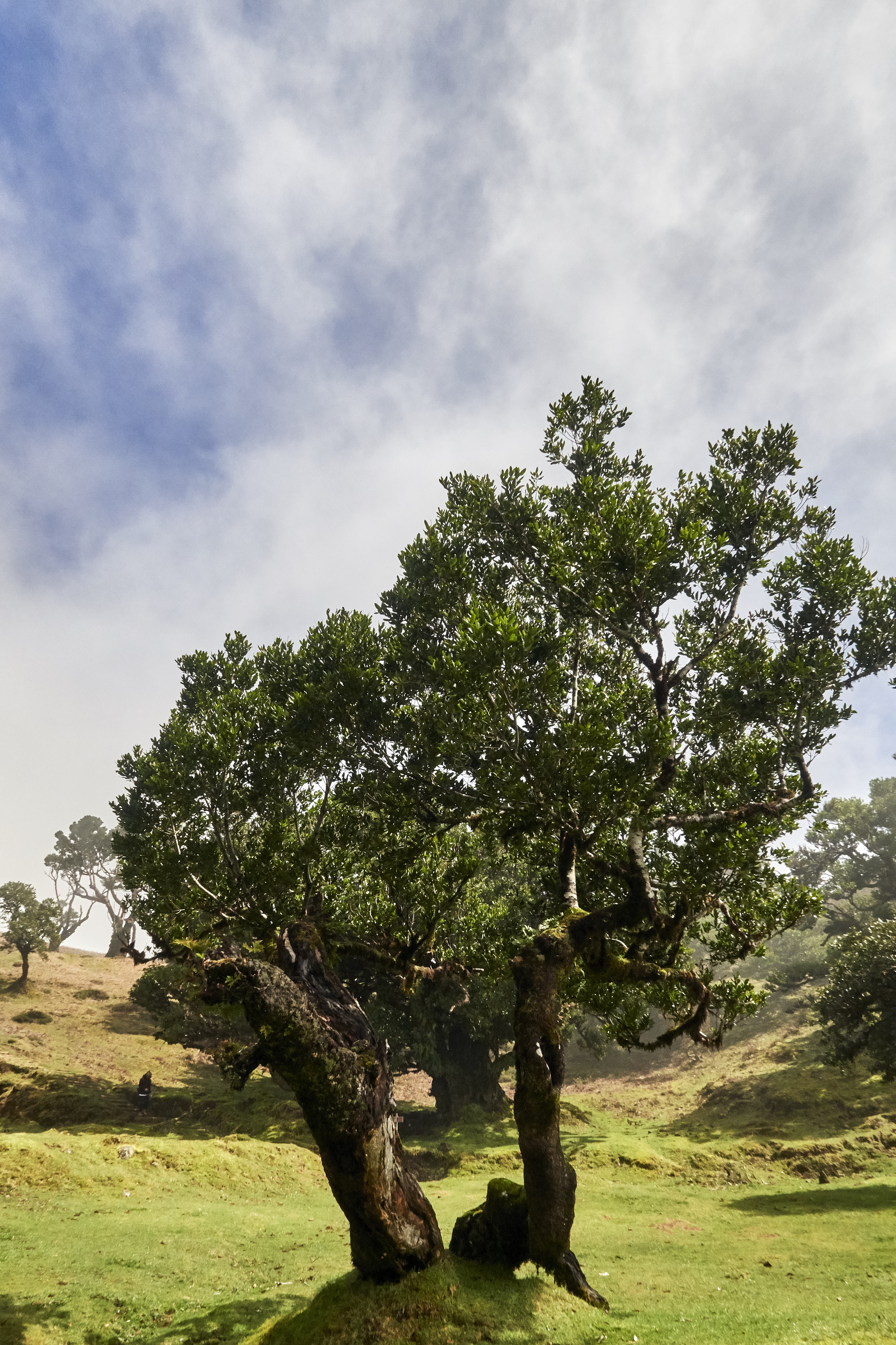 0478  Urlaub Madeira 032018