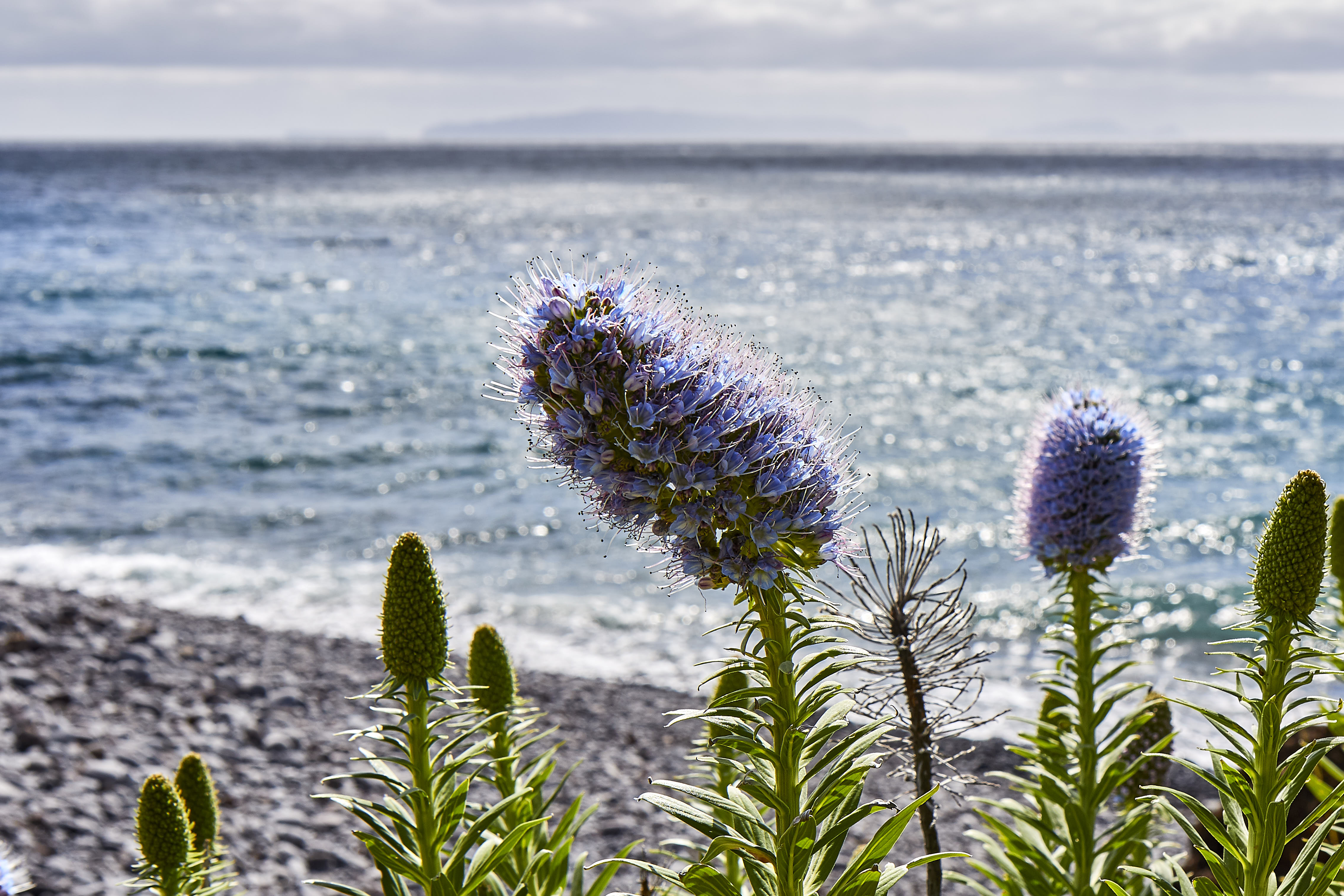 0588  Urlaub Madeira 032018