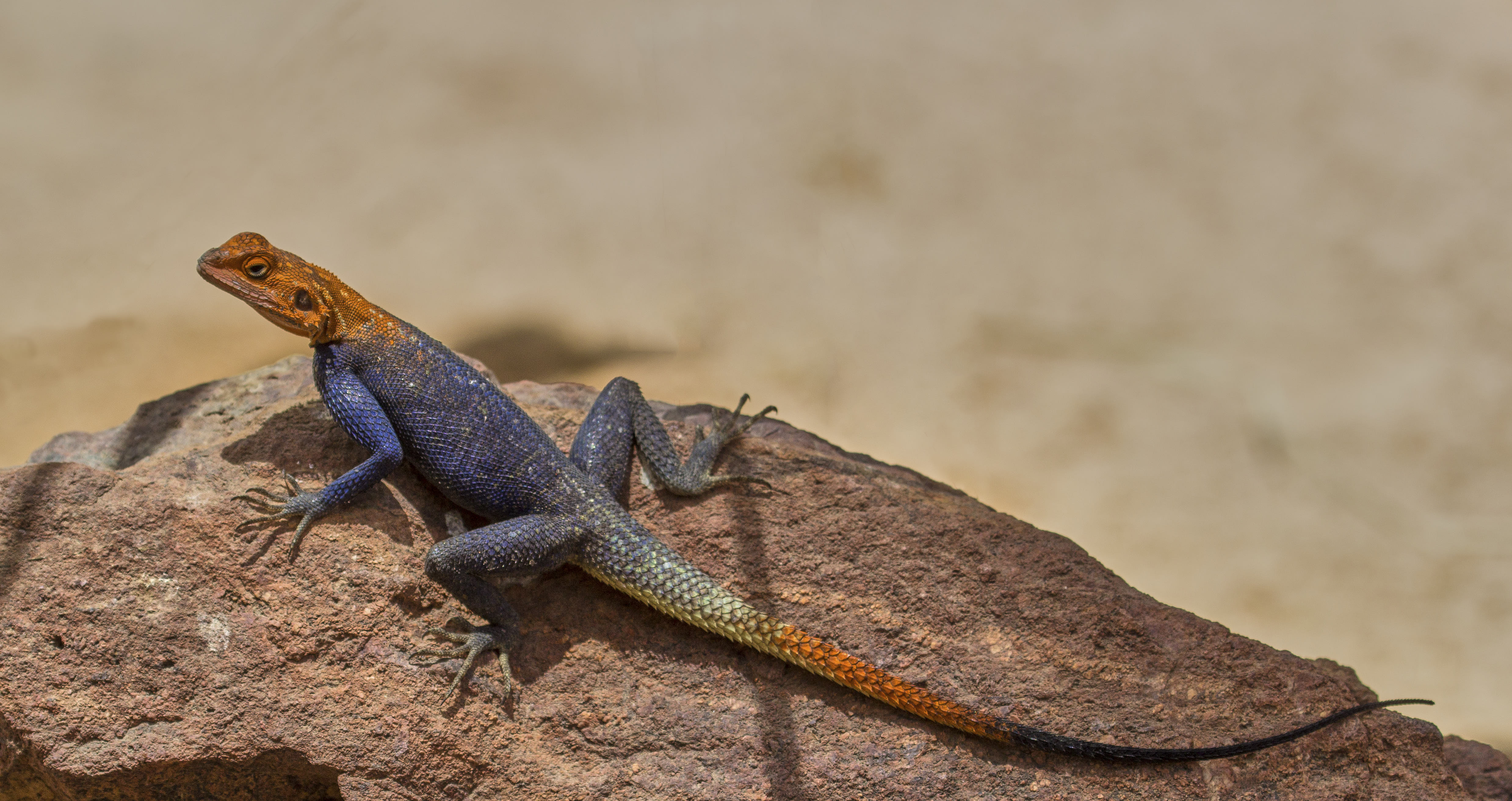 1084 APJ IMG 7497 mod