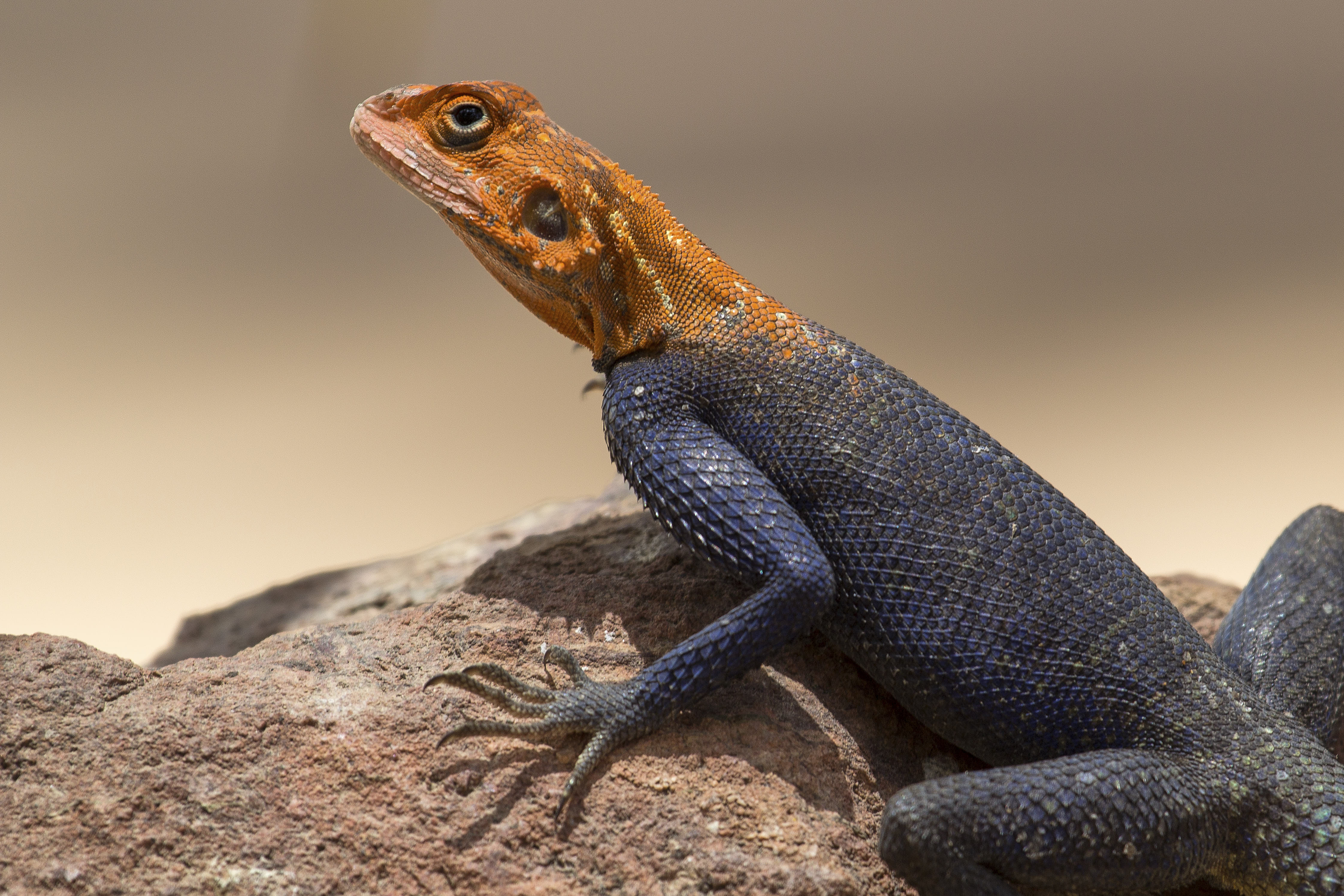 1085 APJ IMG 7500 mod