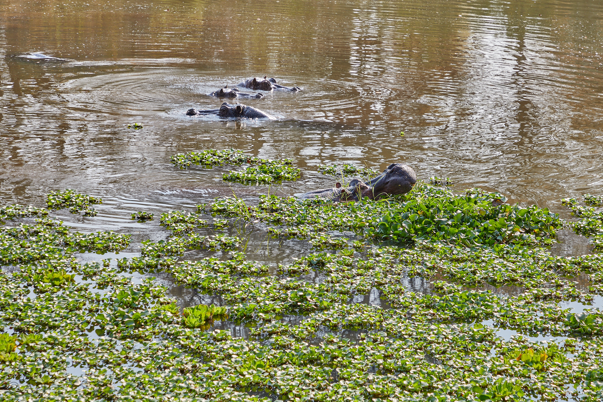 00003 APJ Sambia Malawi 2018 00035
