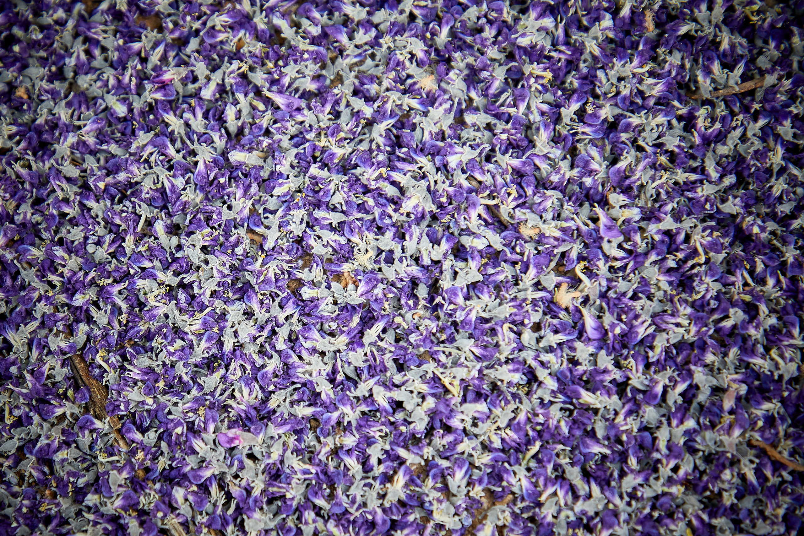 00004 APJ Sambia Malawi 2018 00047