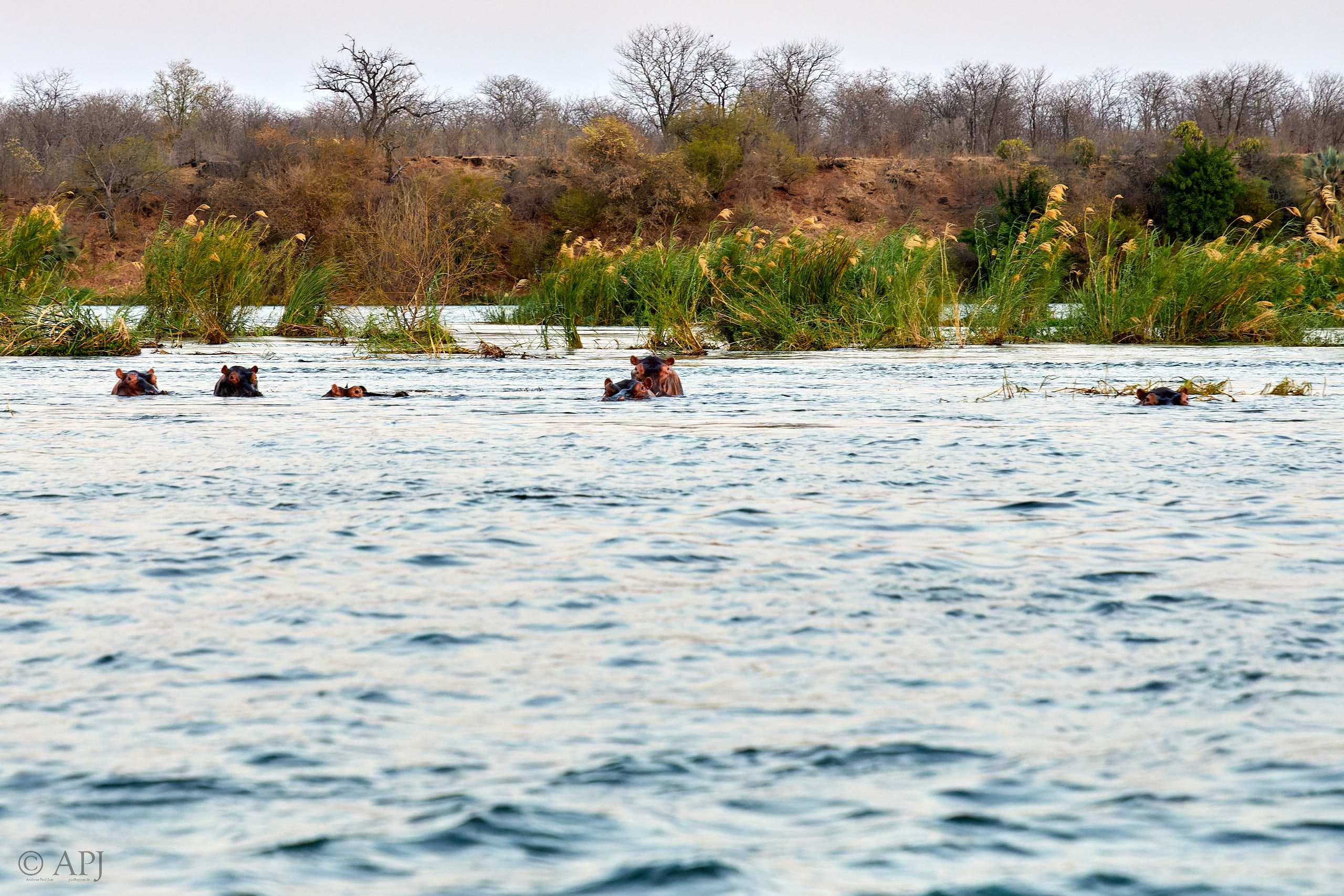00052 APJ Sambia Malawi 2018 00324 D