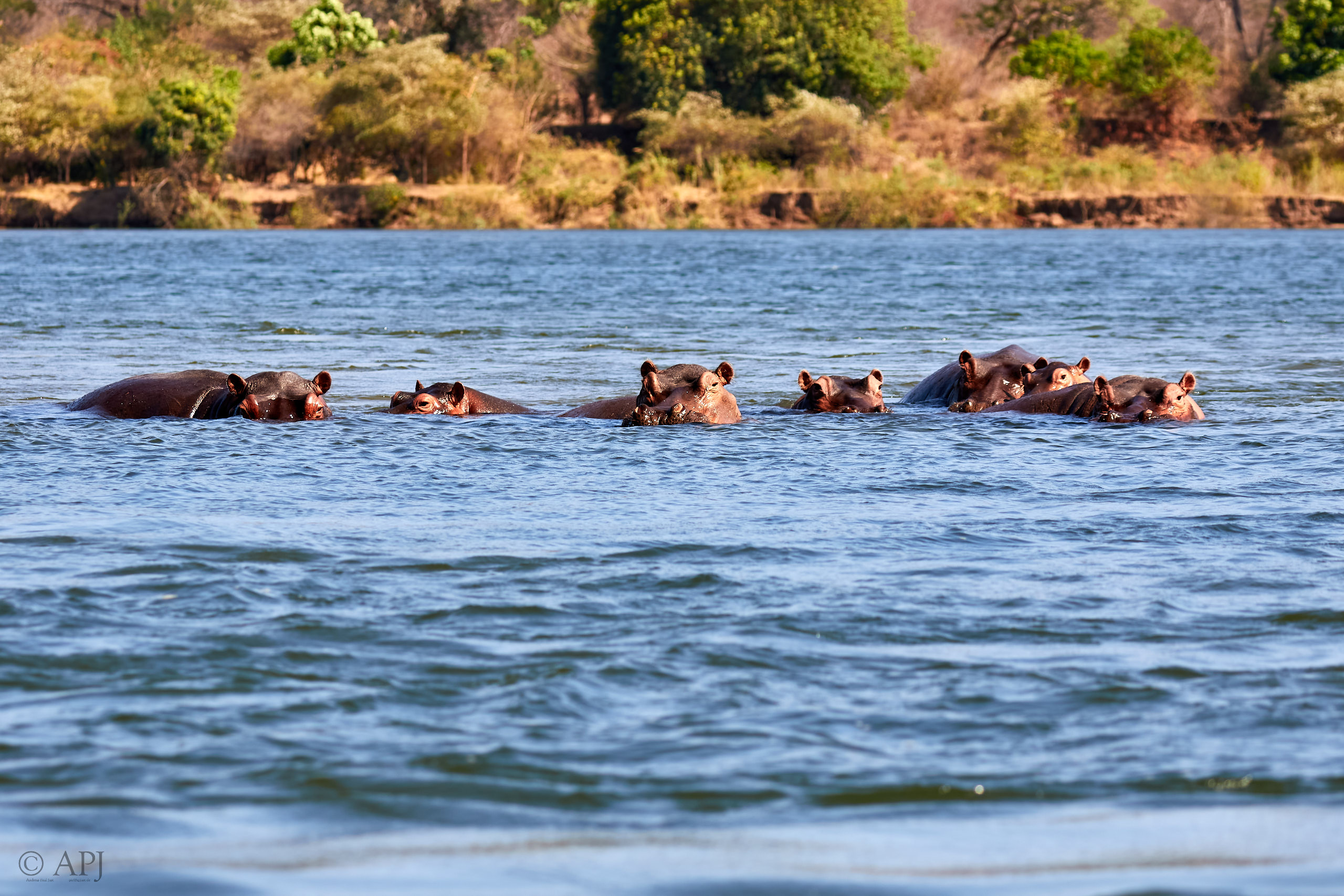 00055 APJ Sambia Malawi 2018 00375