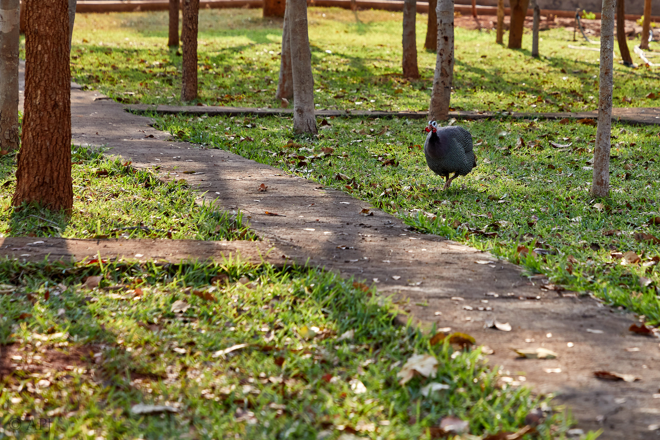 00115 APJ Sambia Malawi 2018 00787