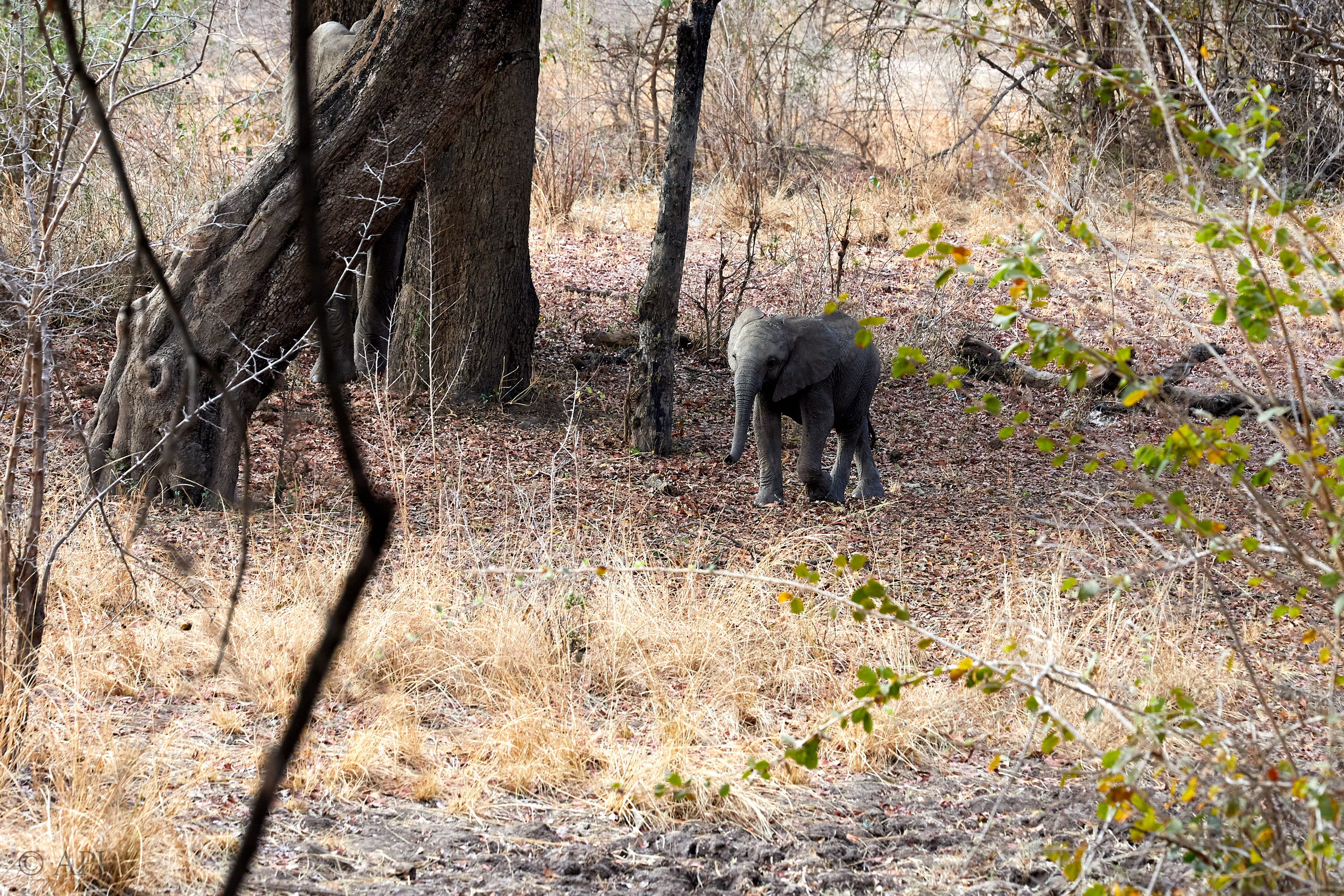 00140 APJ Sambia Malawi 2018 00877