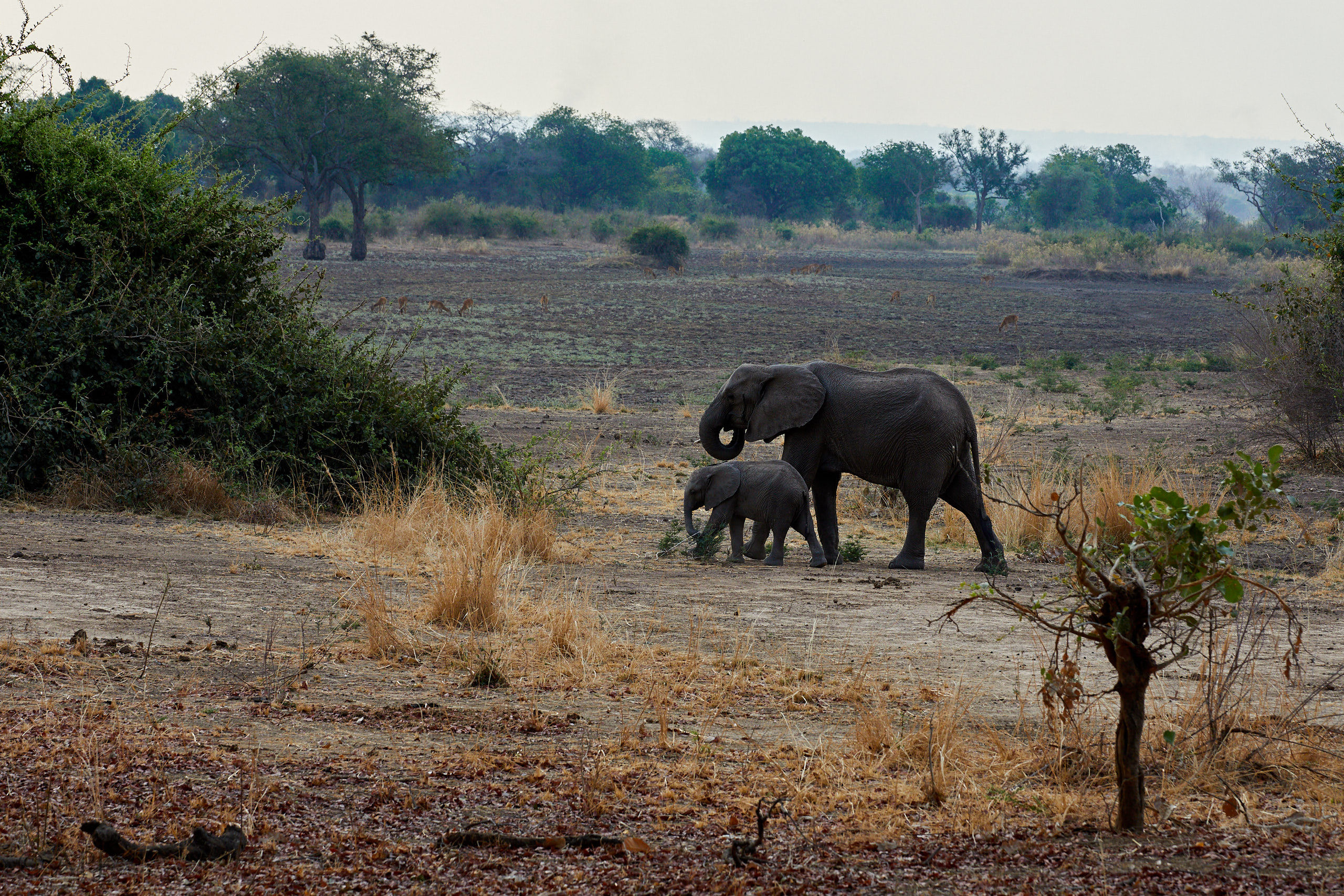 00143 APJ Sambia Malawi 2018 00932