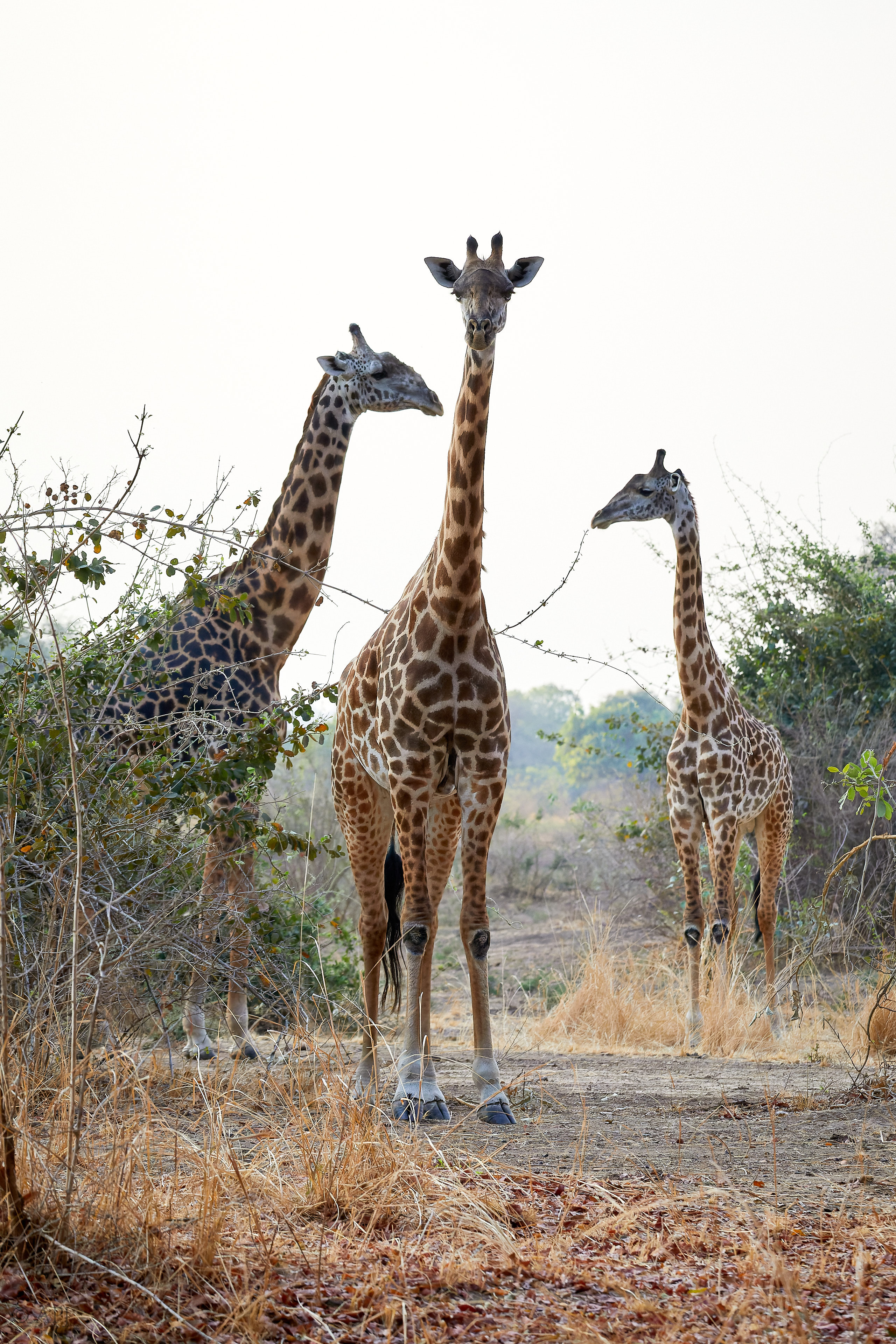 00147 APJ Sambia Malawi 2018 00997 D