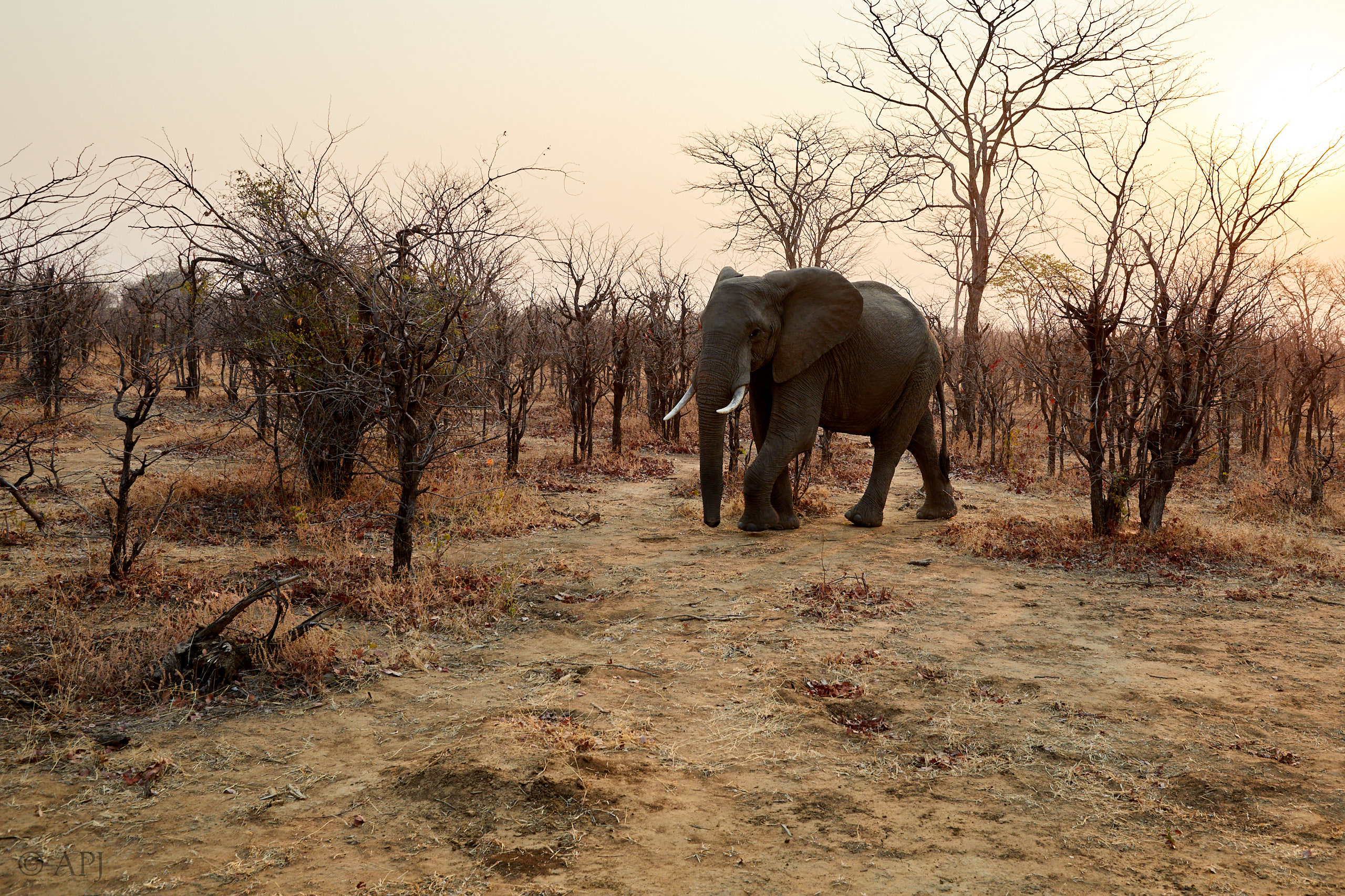 00150 APJ Sambia Malawi 2018 01020