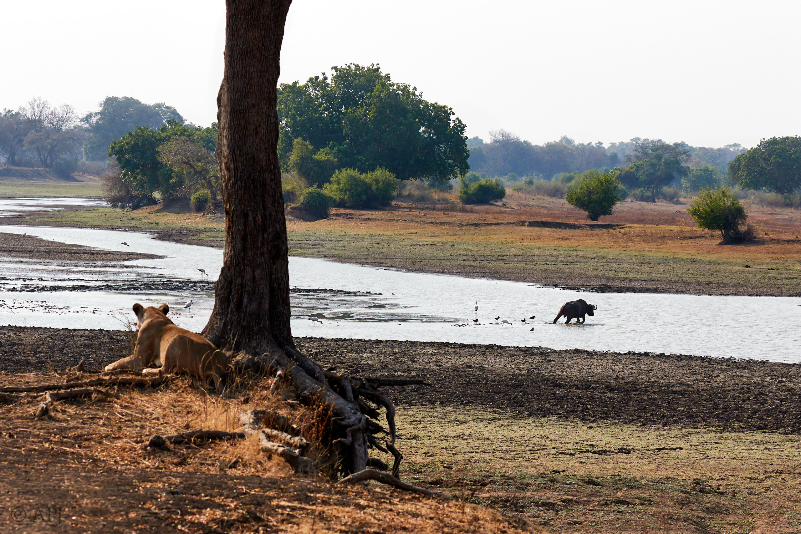 00177 APJ Sambia Malawi 2018 01251