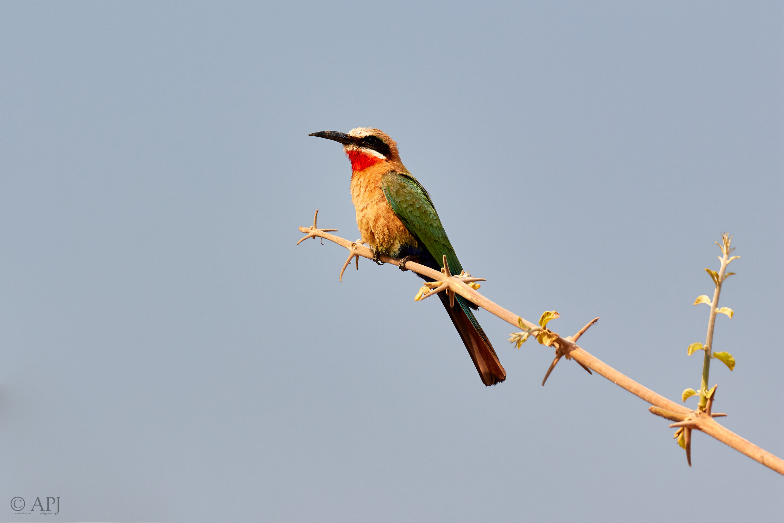 00182 APJ Sambia Malawi 2018 01304
