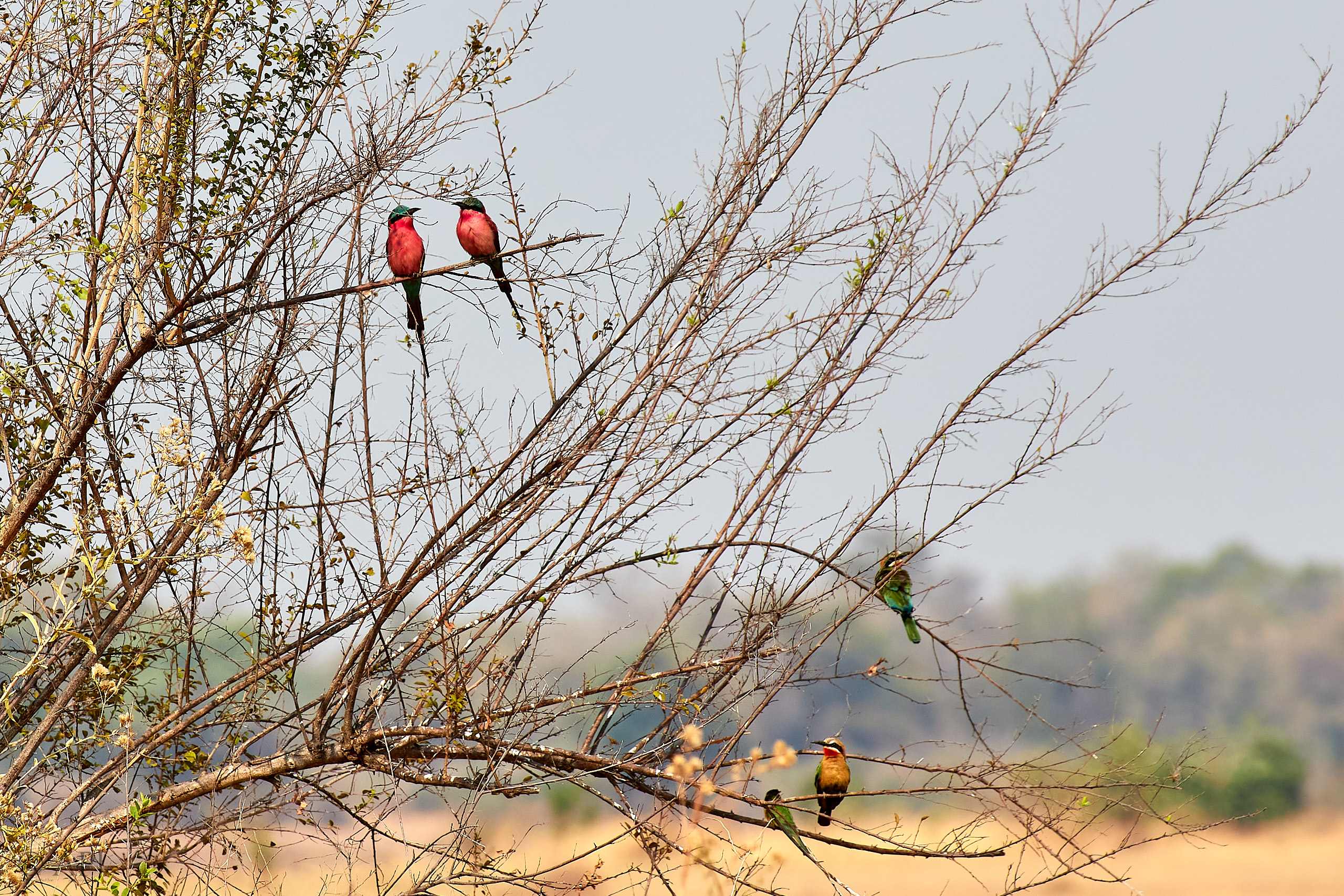 00186 APJ Sambia Malawi 2018 01338