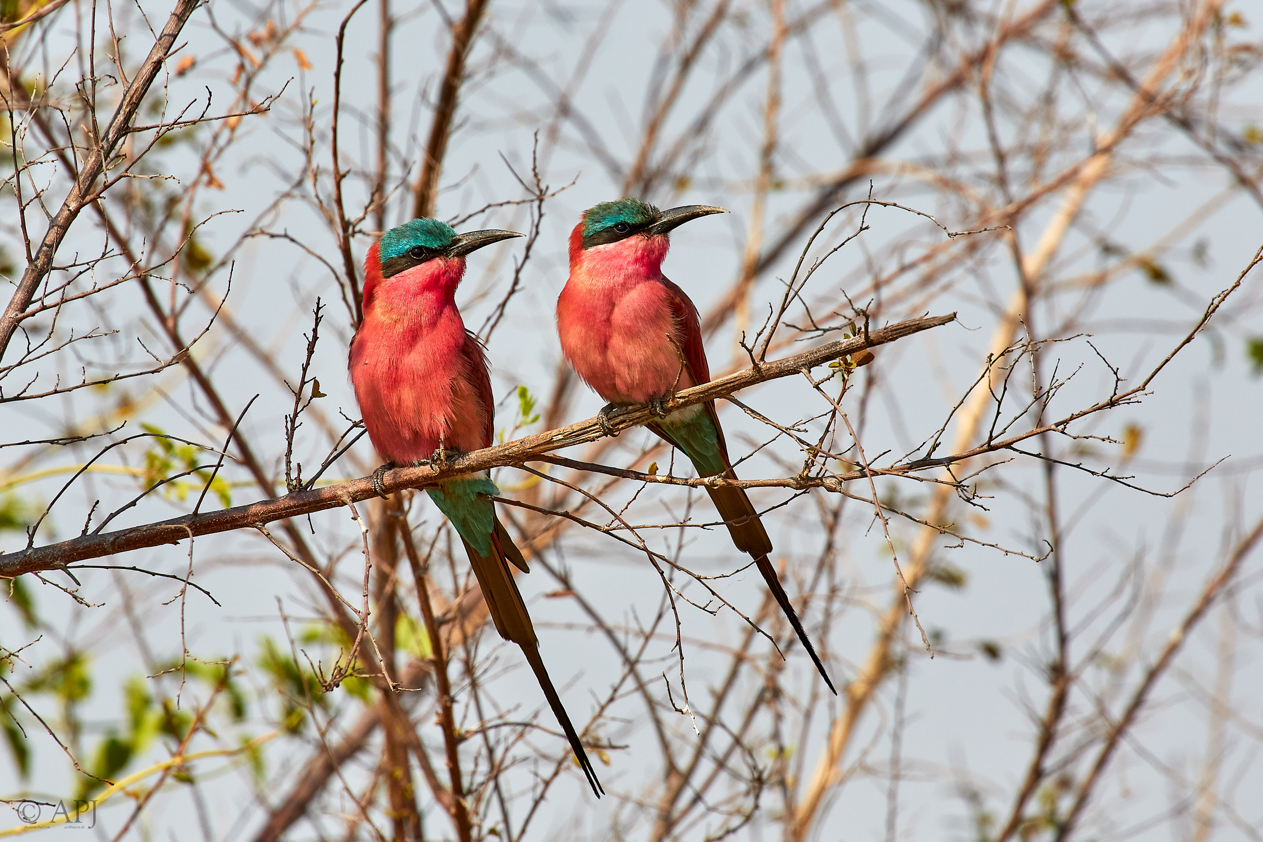 00187 APJ Sambia Malawi 2018 01355
