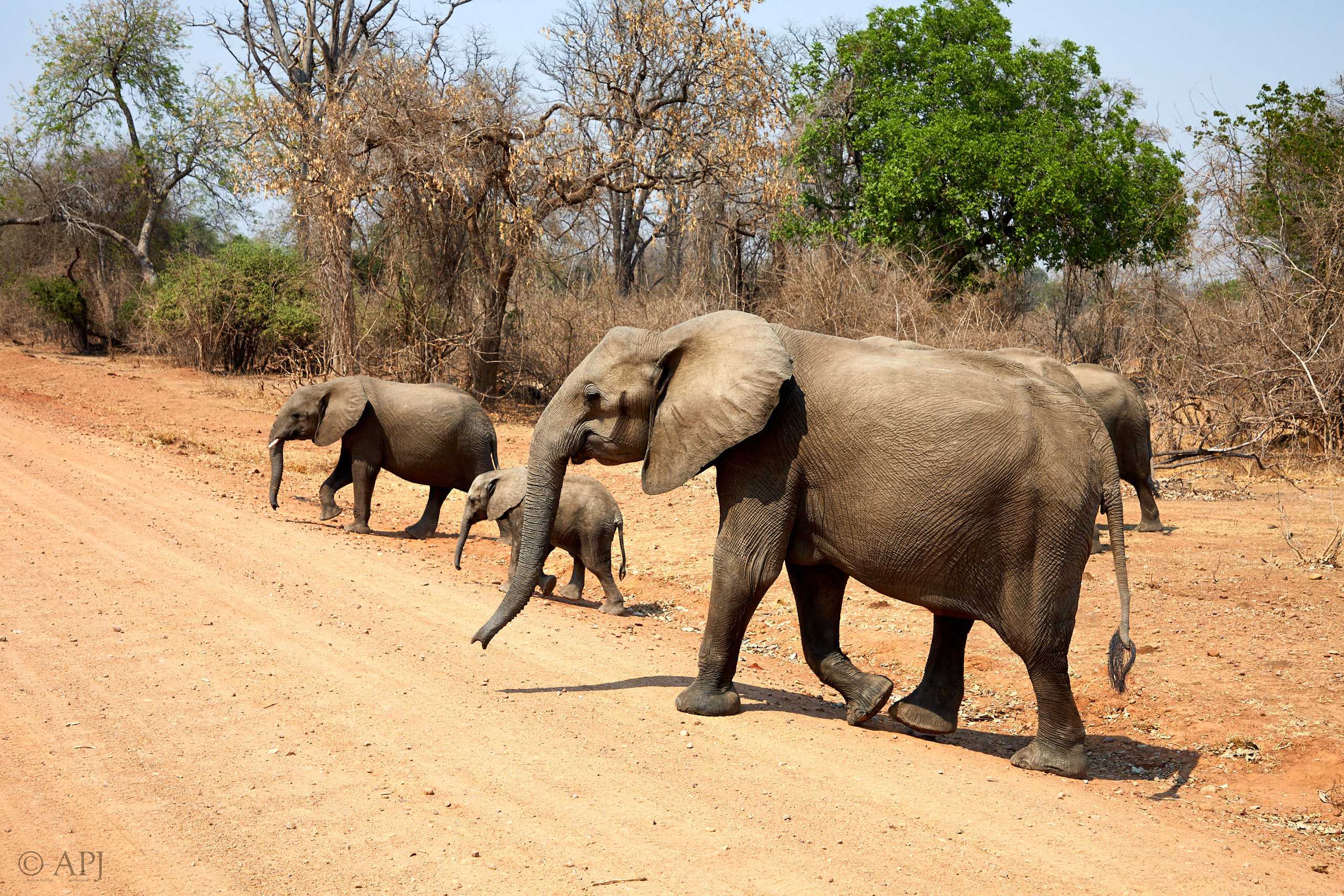 00192 APJ Sambia Malawi 2018 01407