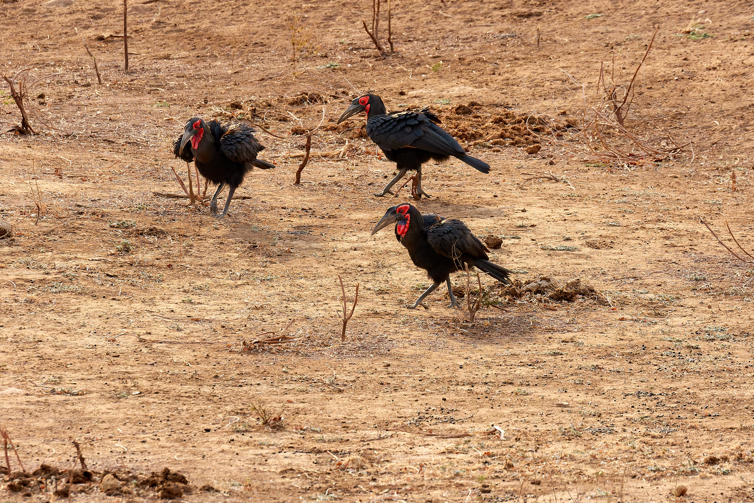 00199 APJ Sambia Malawi 2018 01464 D