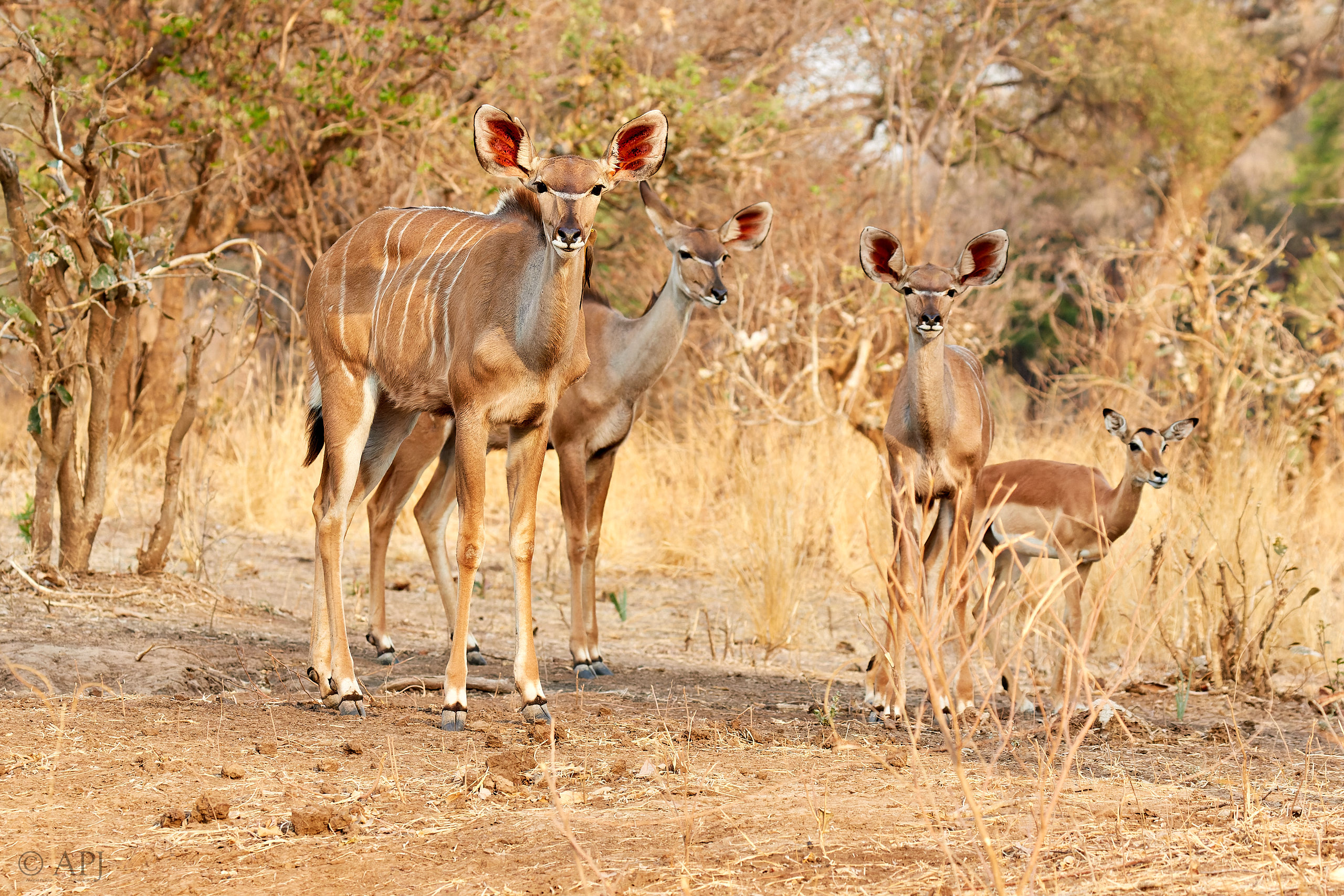 00200 APJ Sambia Malawi 2018 01483 D
