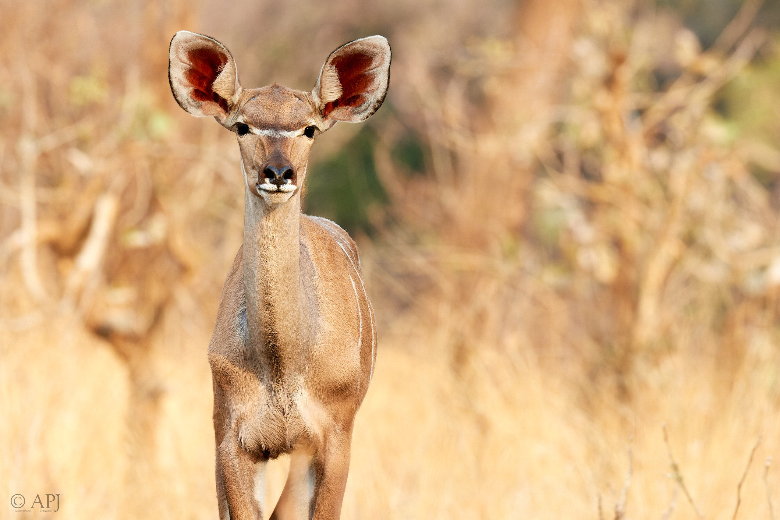 00201 APJ Sambia Malawi 2018 01487 D