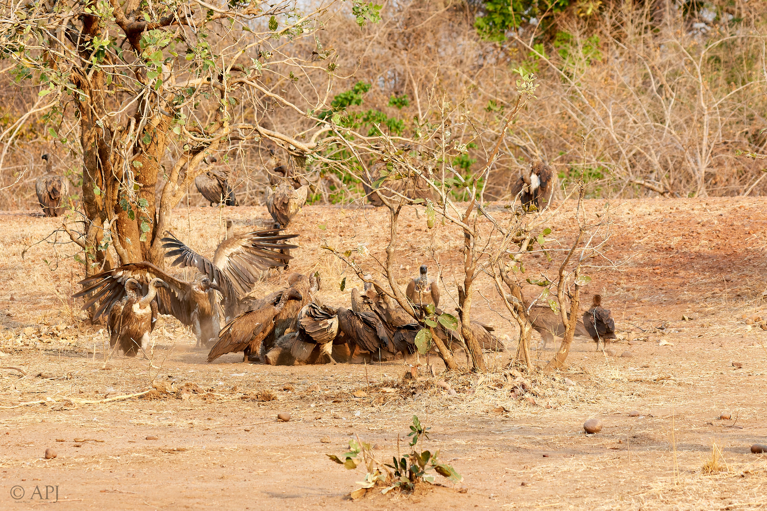 00203 APJ Sambia Malawi 2018 01511 D
