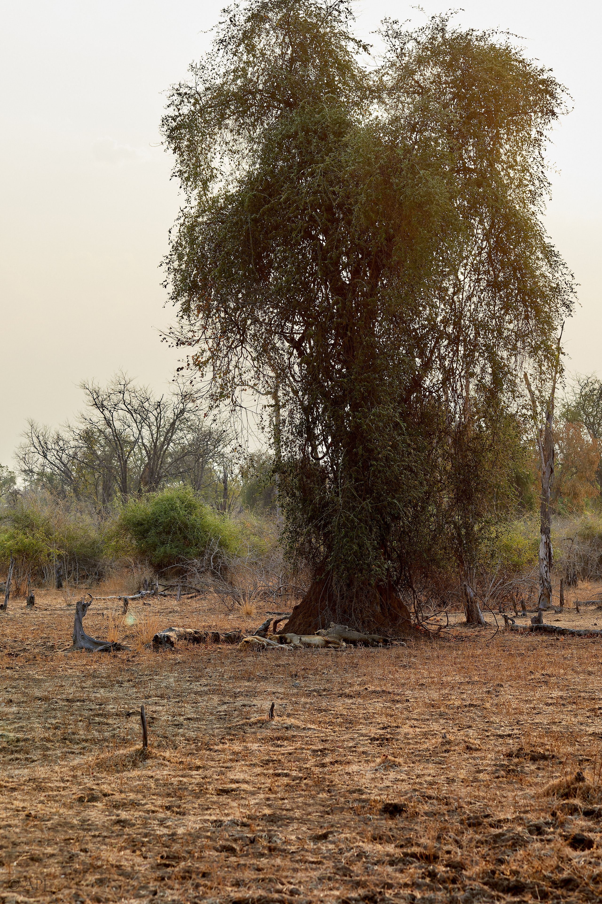 00207 APJ Sambia Malawi 2018 01605 D