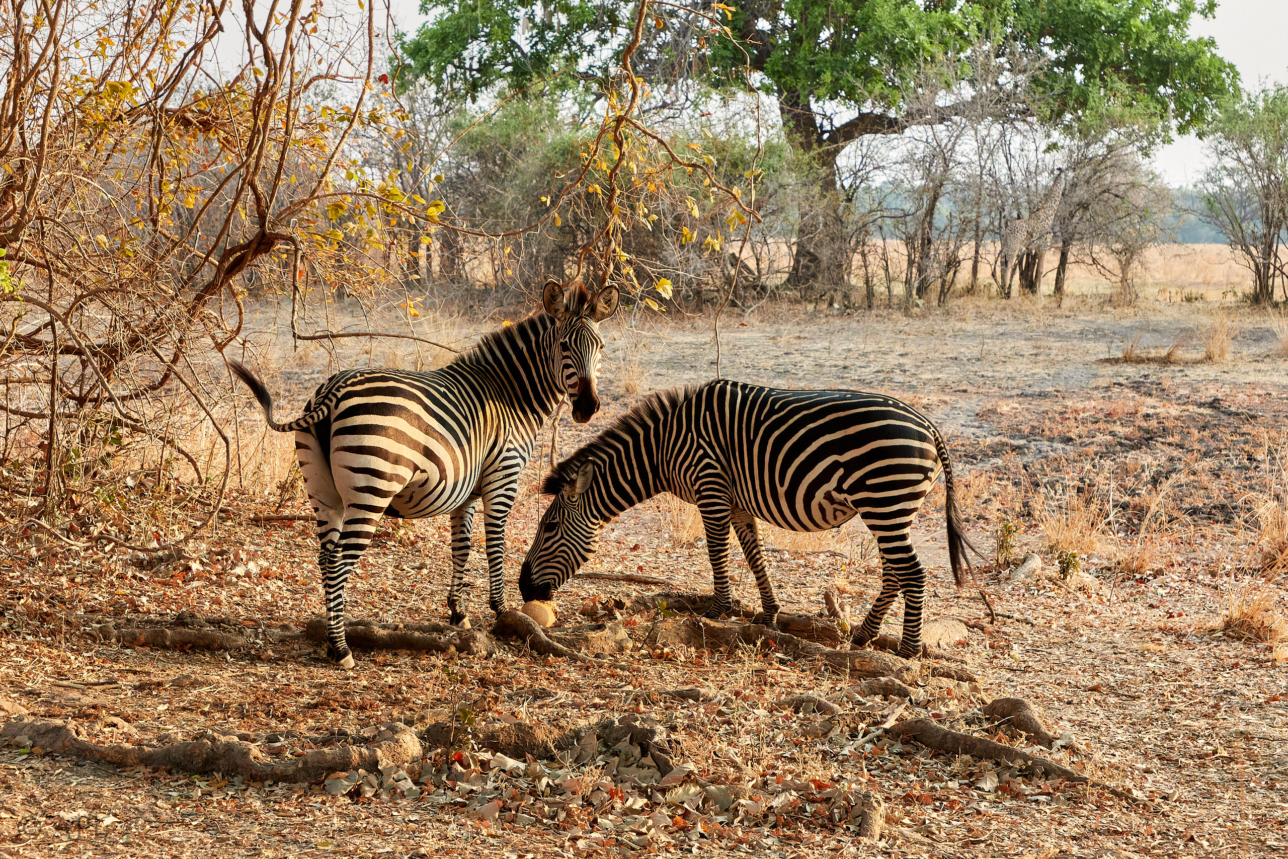 00210 APJ Sambia Malawi 2018 01630 D