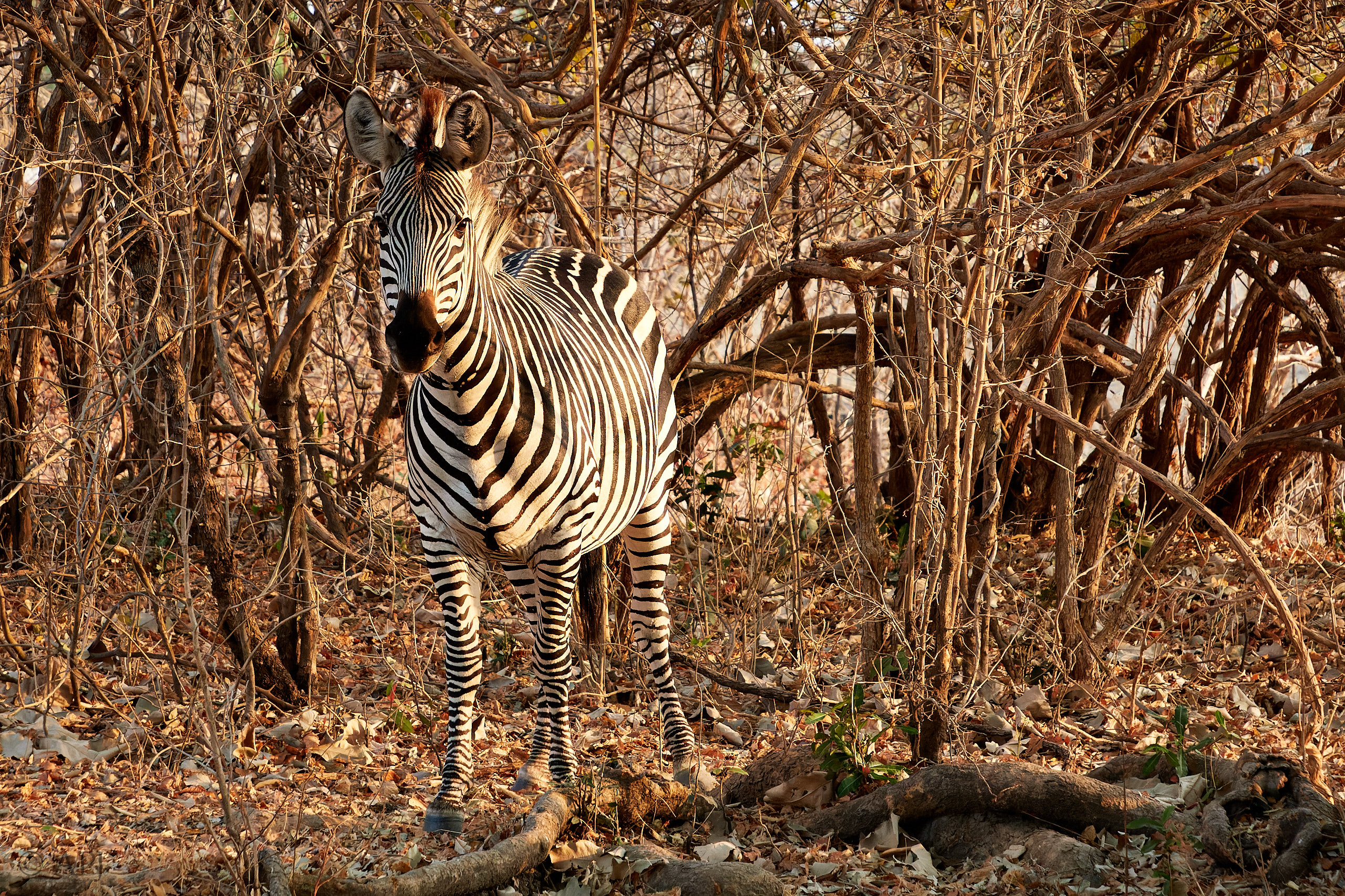 00211 APJ Sambia Malawi 2018 01642 D