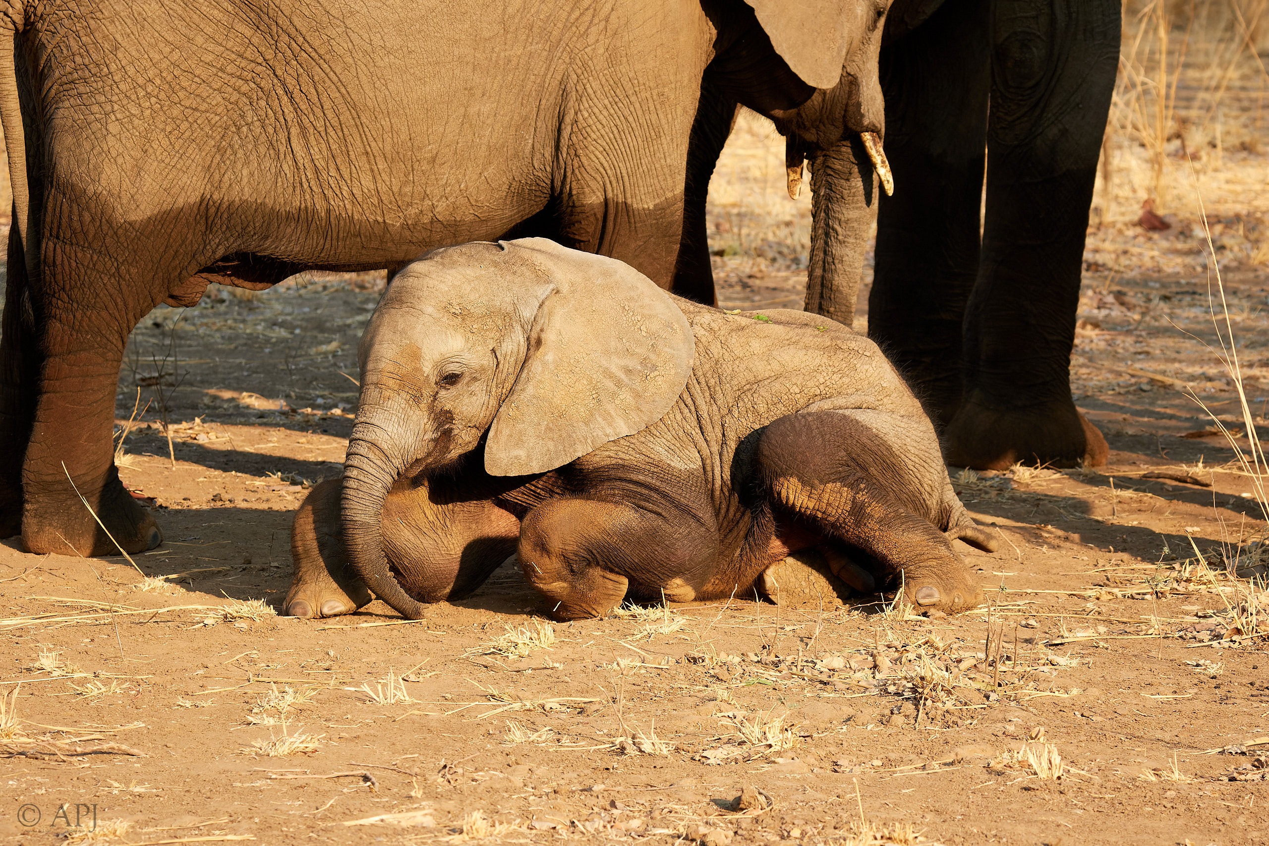 00226 APJ Sambia Malawi 2018 01807 D