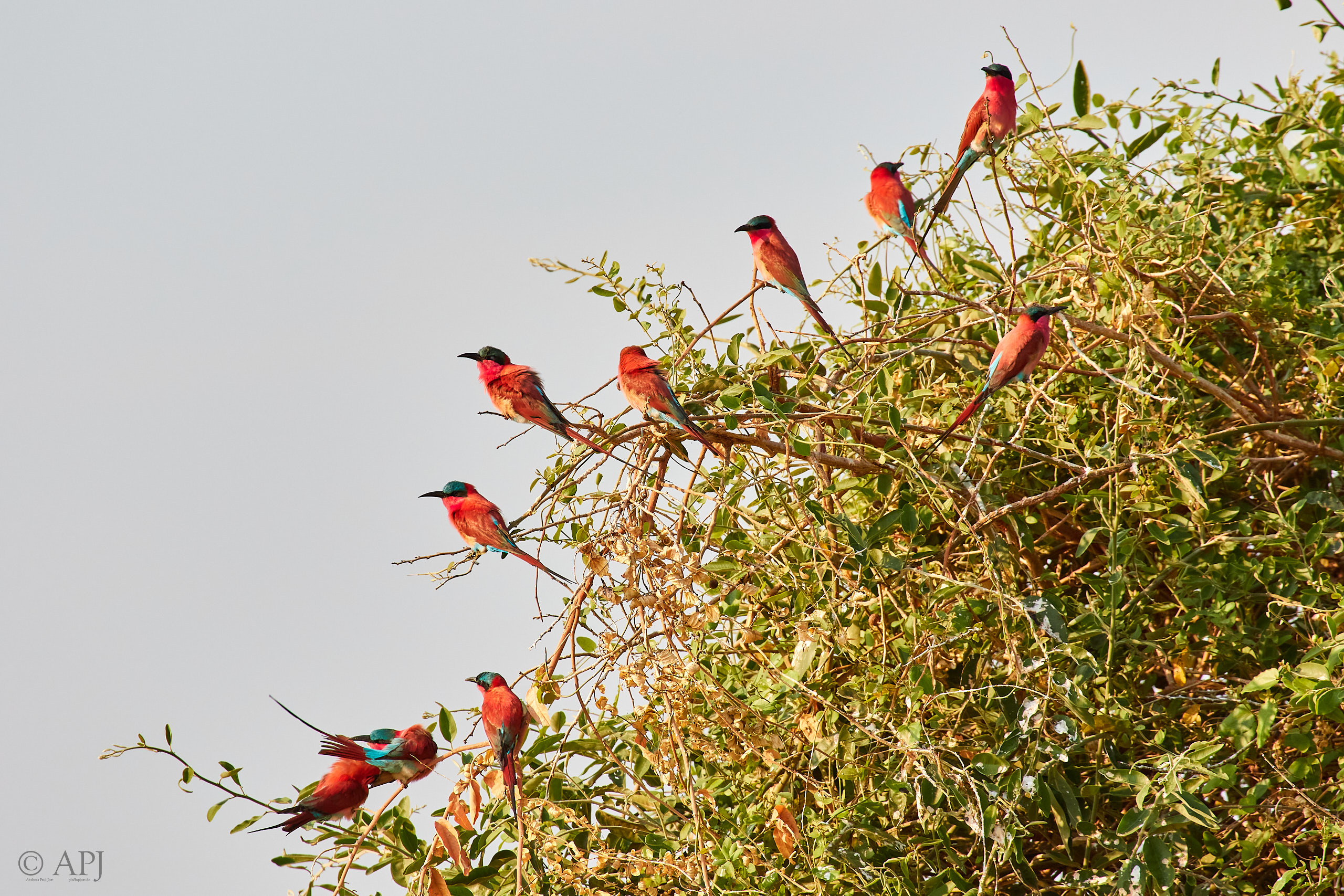 00230 APJ Sambia Malawi 2018 01852