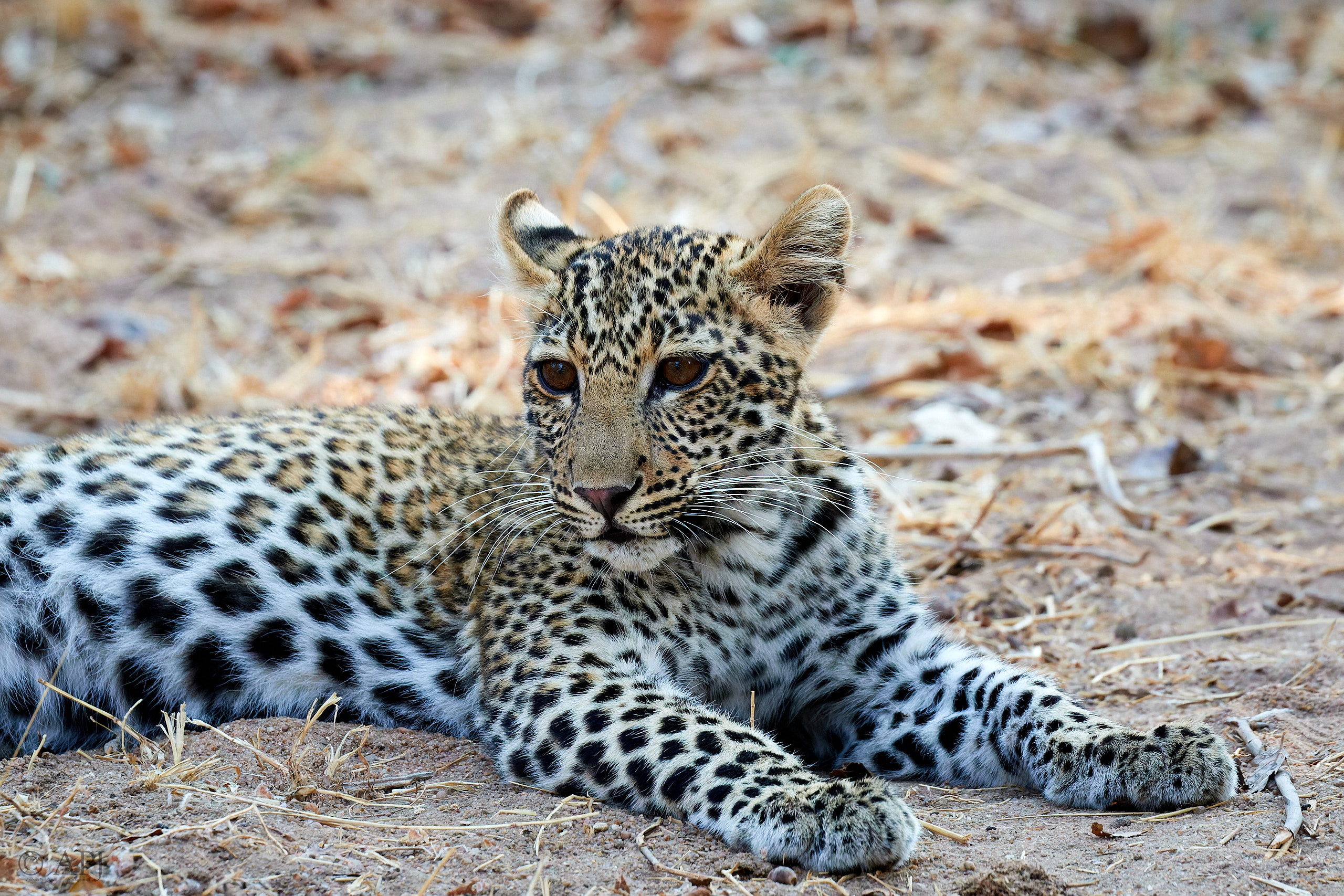 00237 APJ Sambia Malawi 2018 01916