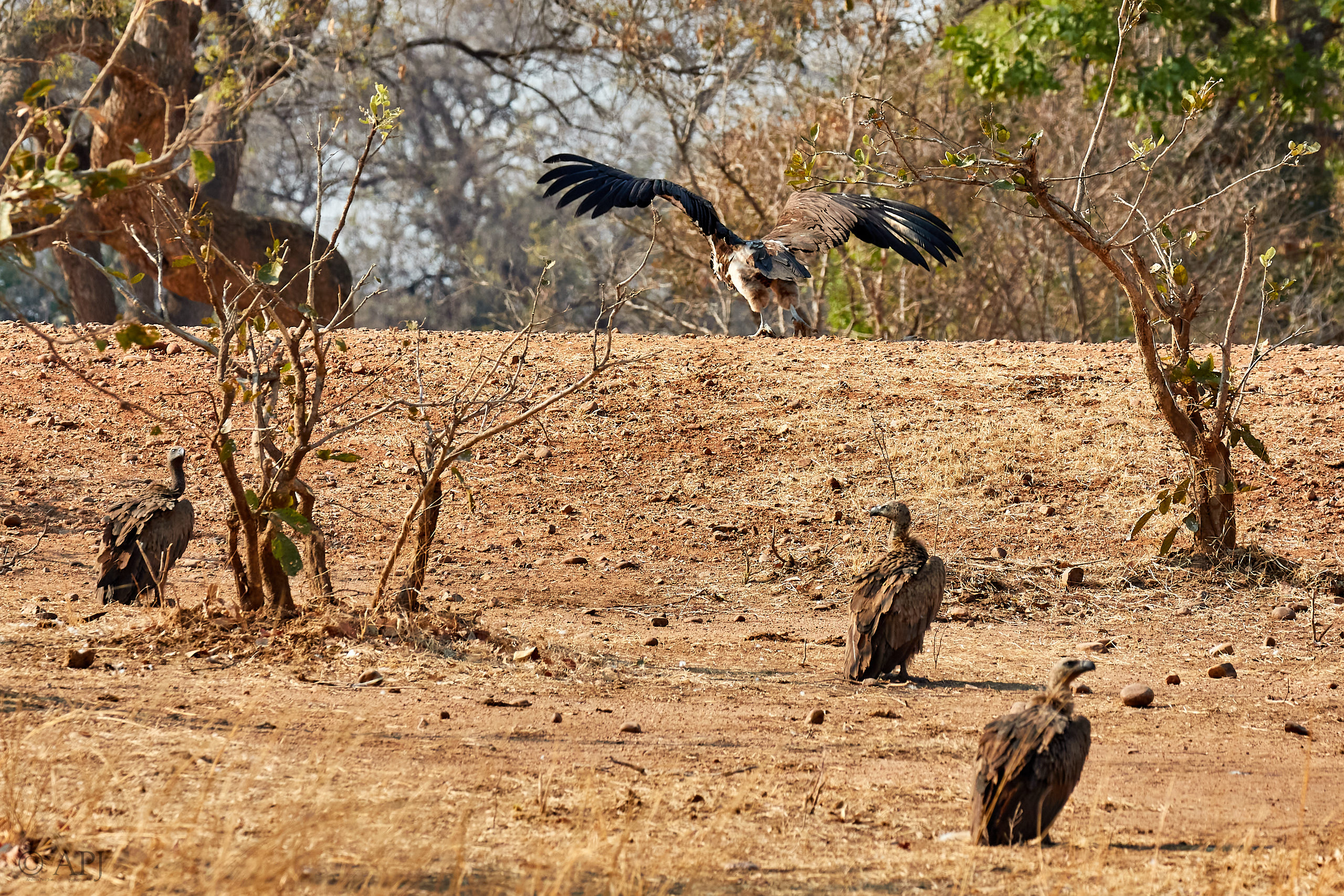00241 APJ Sambia Malawi 2018 01976