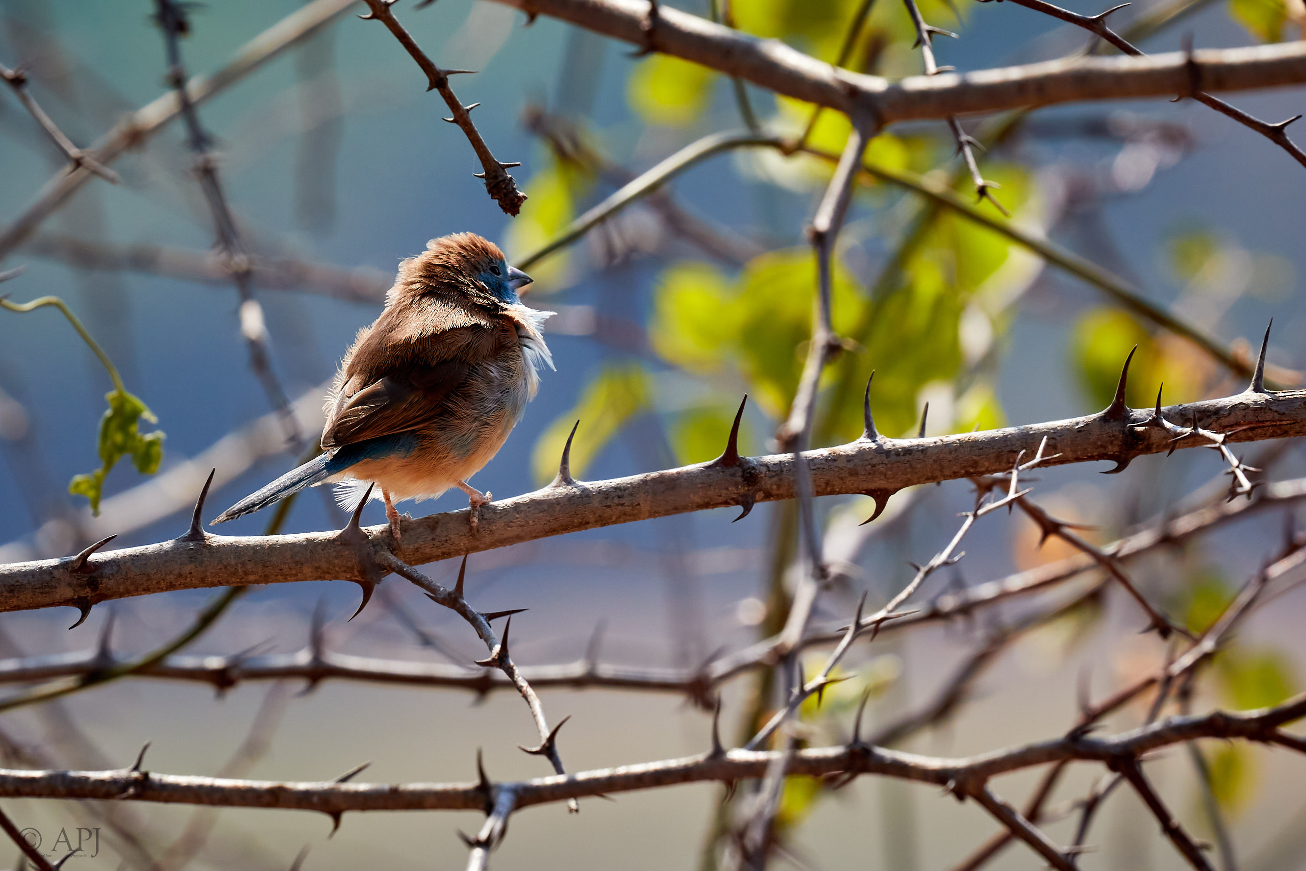 00251 APJ Sambia Malawi 2018 02057