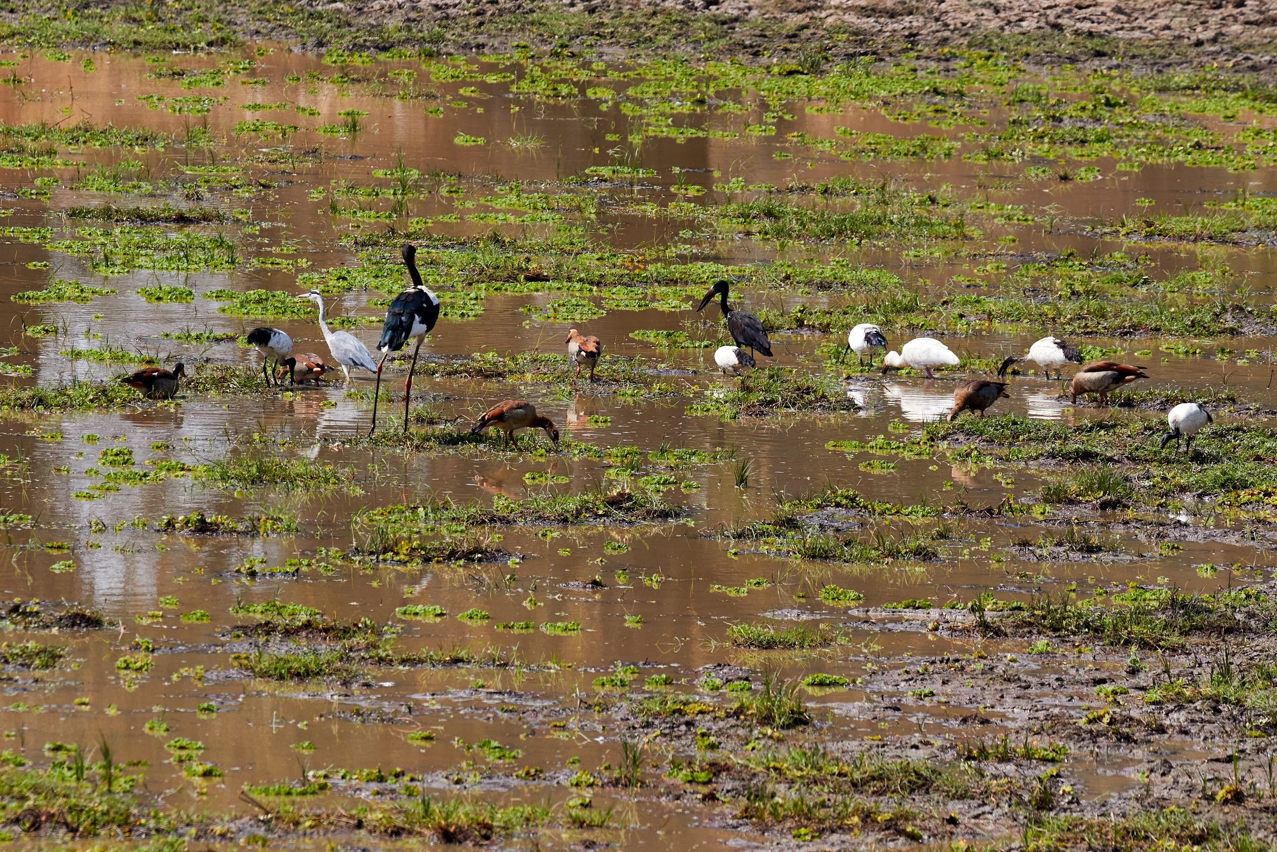 00252 APJ Sambia Malawi 2018 02065