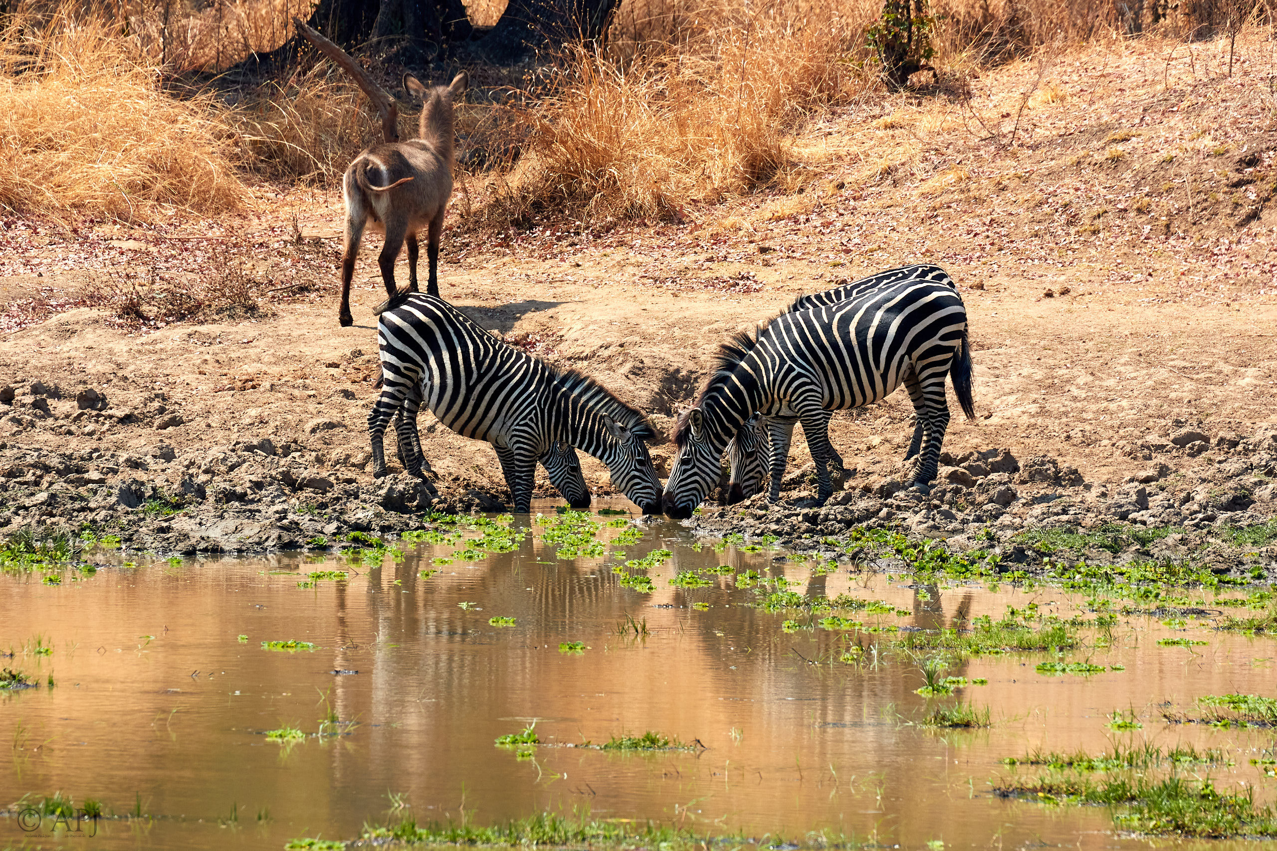00253 APJ Sambia Malawi 2018 02070