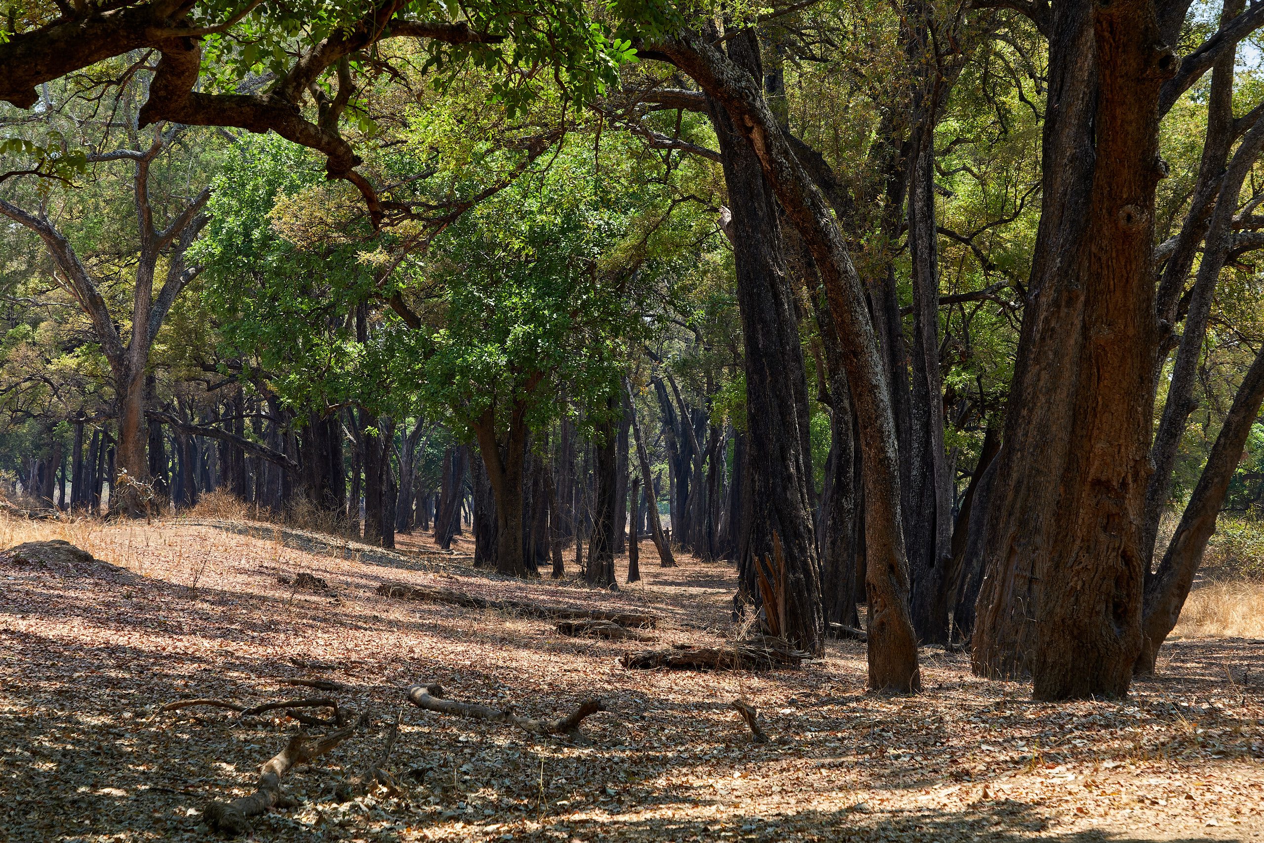 00259 APJ Sambia Malawi 2018 02115 D