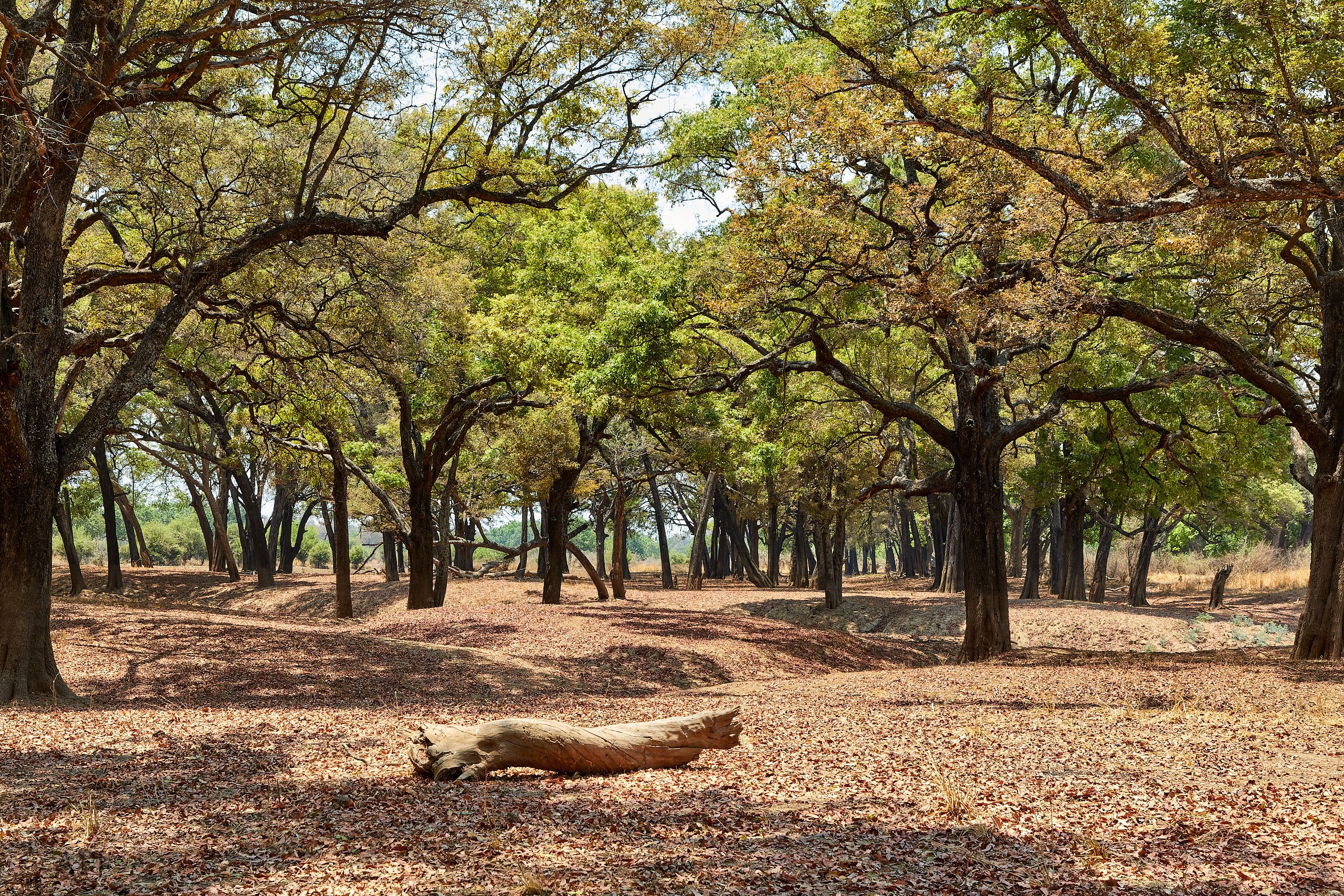 00266 APJ Sambia Malawi 2018 02147 D