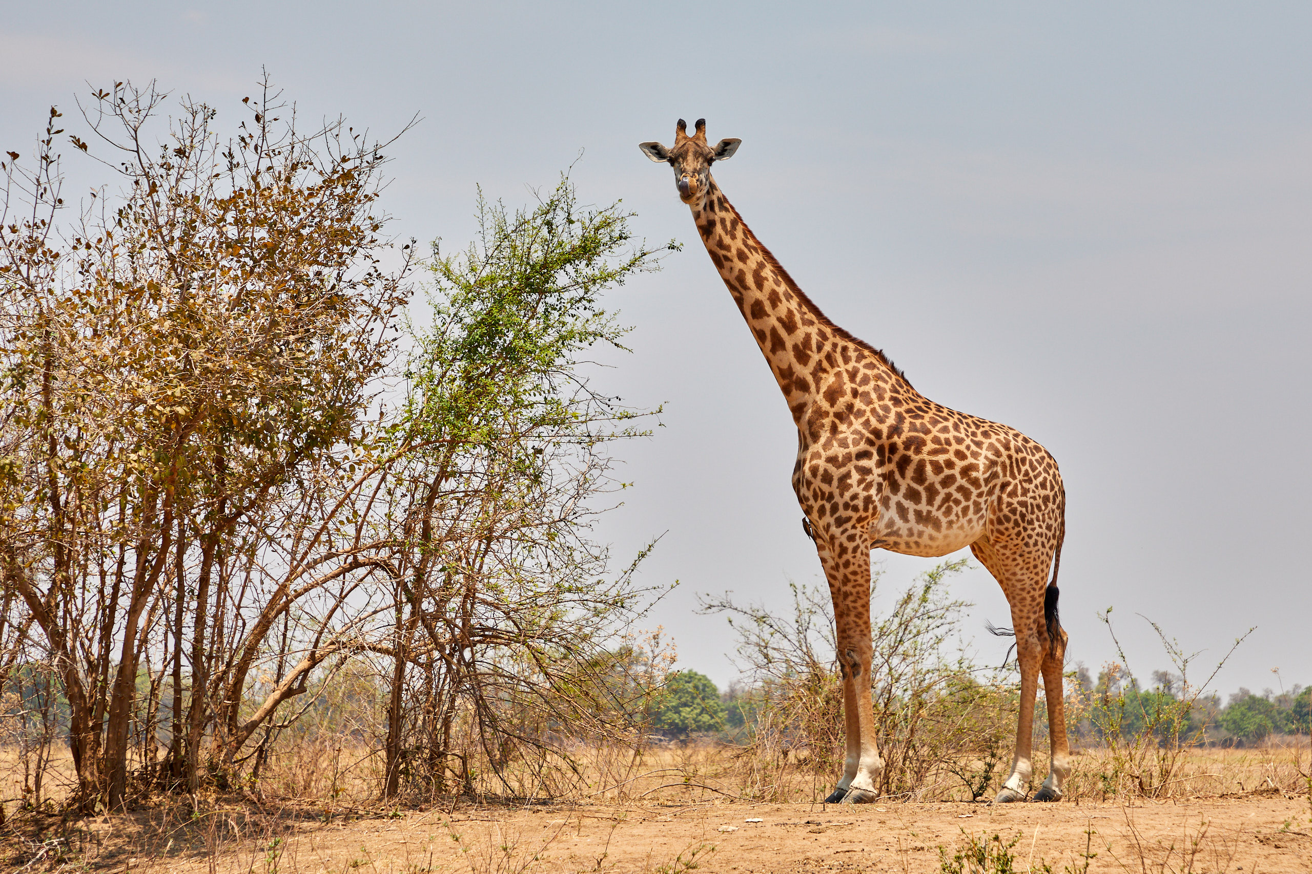 00269 APJ Sambia Malawi 2018 02192